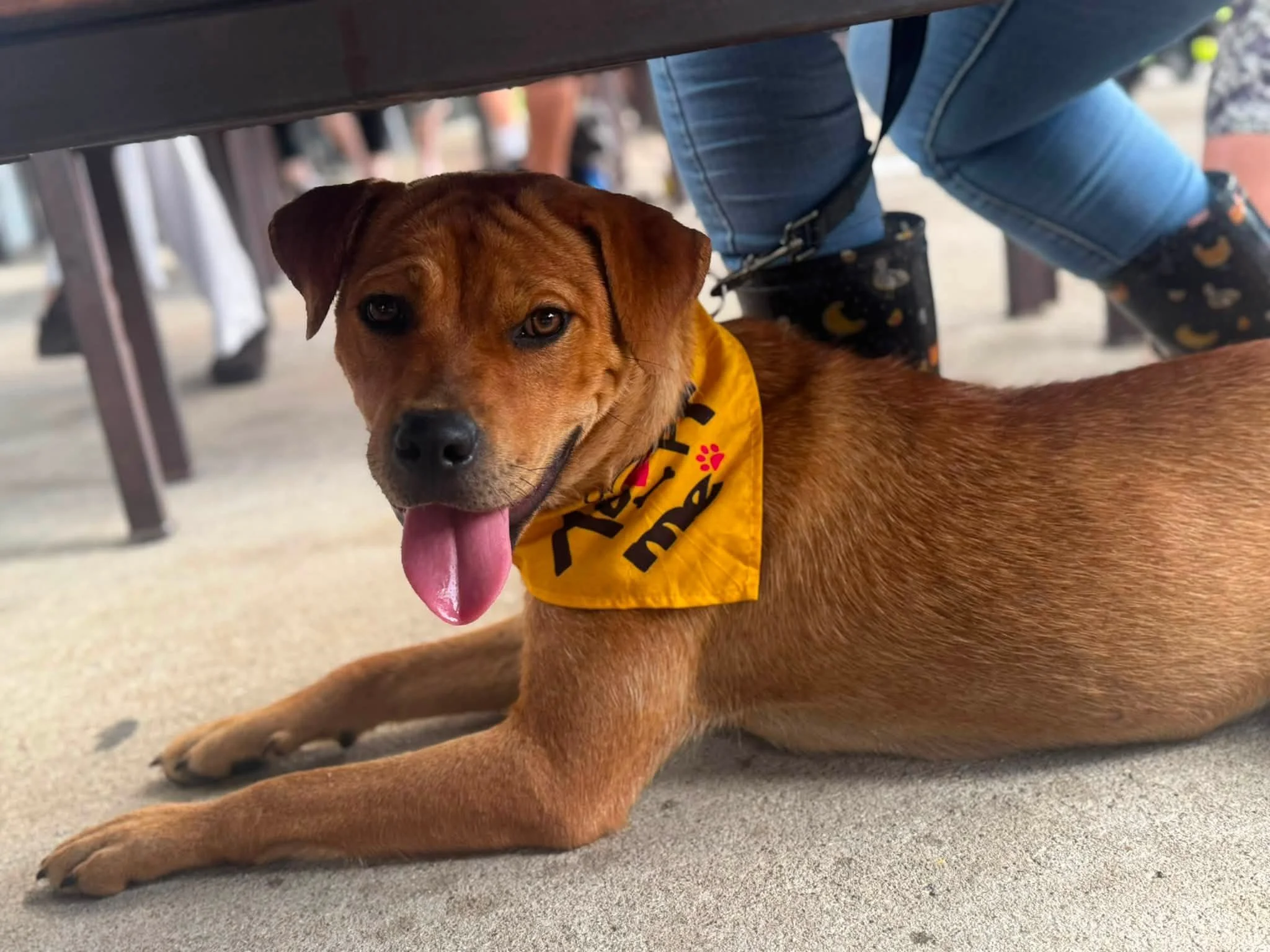 notorious-dog-rescue-dolly-06.jpg