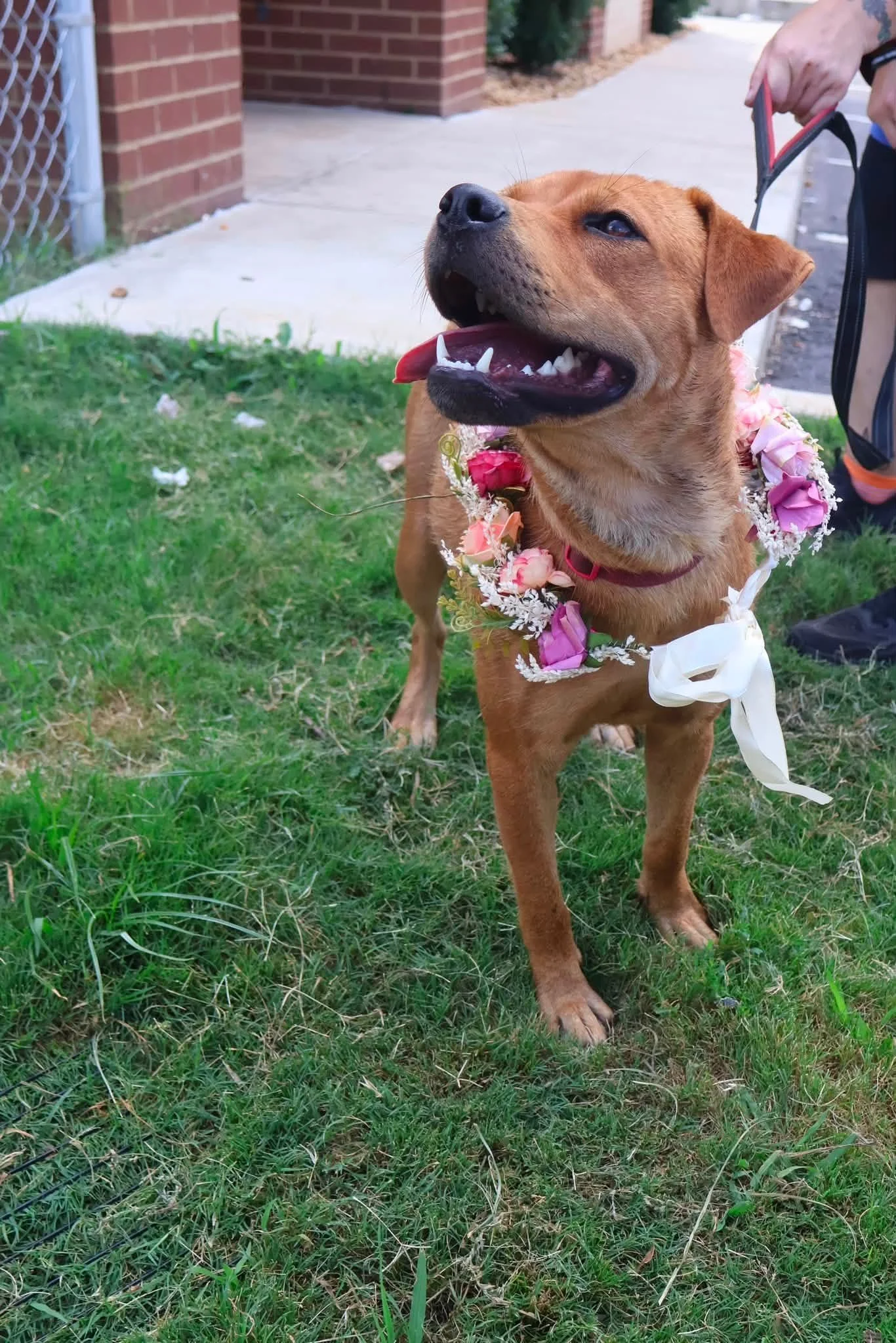 notorious-dog-rescue-dolly-08.jpg