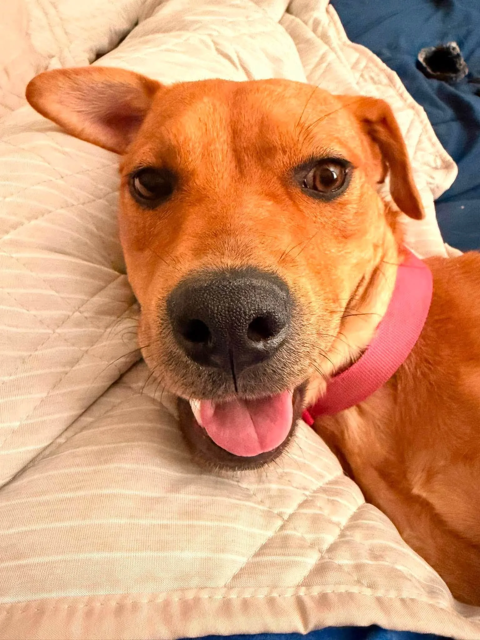 notorious-dog-rescue-dolly-09.jpg