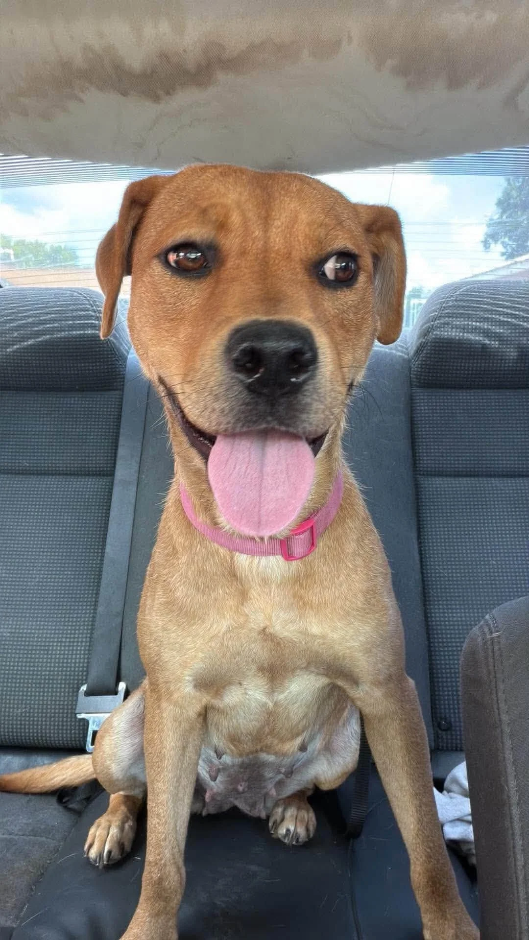 notorious-dog-rescue-dolly-11.jpg