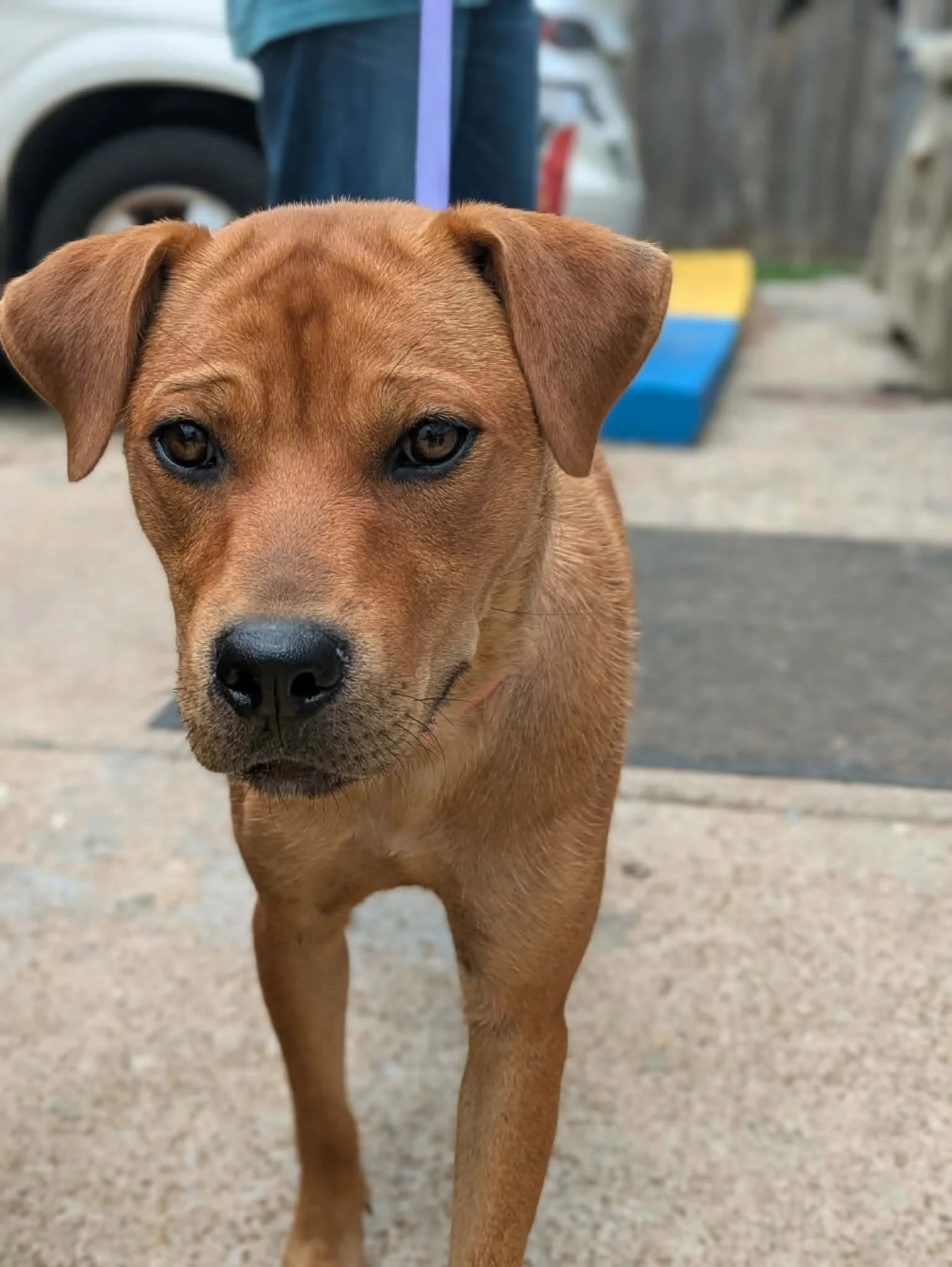notorious-dog-rescue-dolly-12.jpg