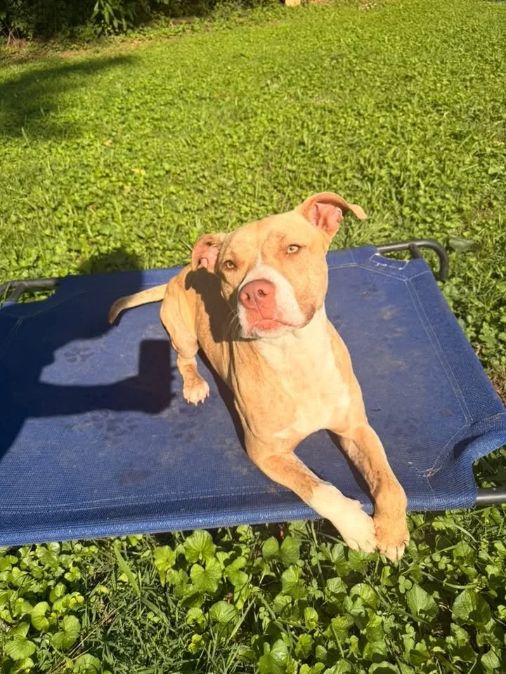 notorious-dog-rescue-simba-01.jpg