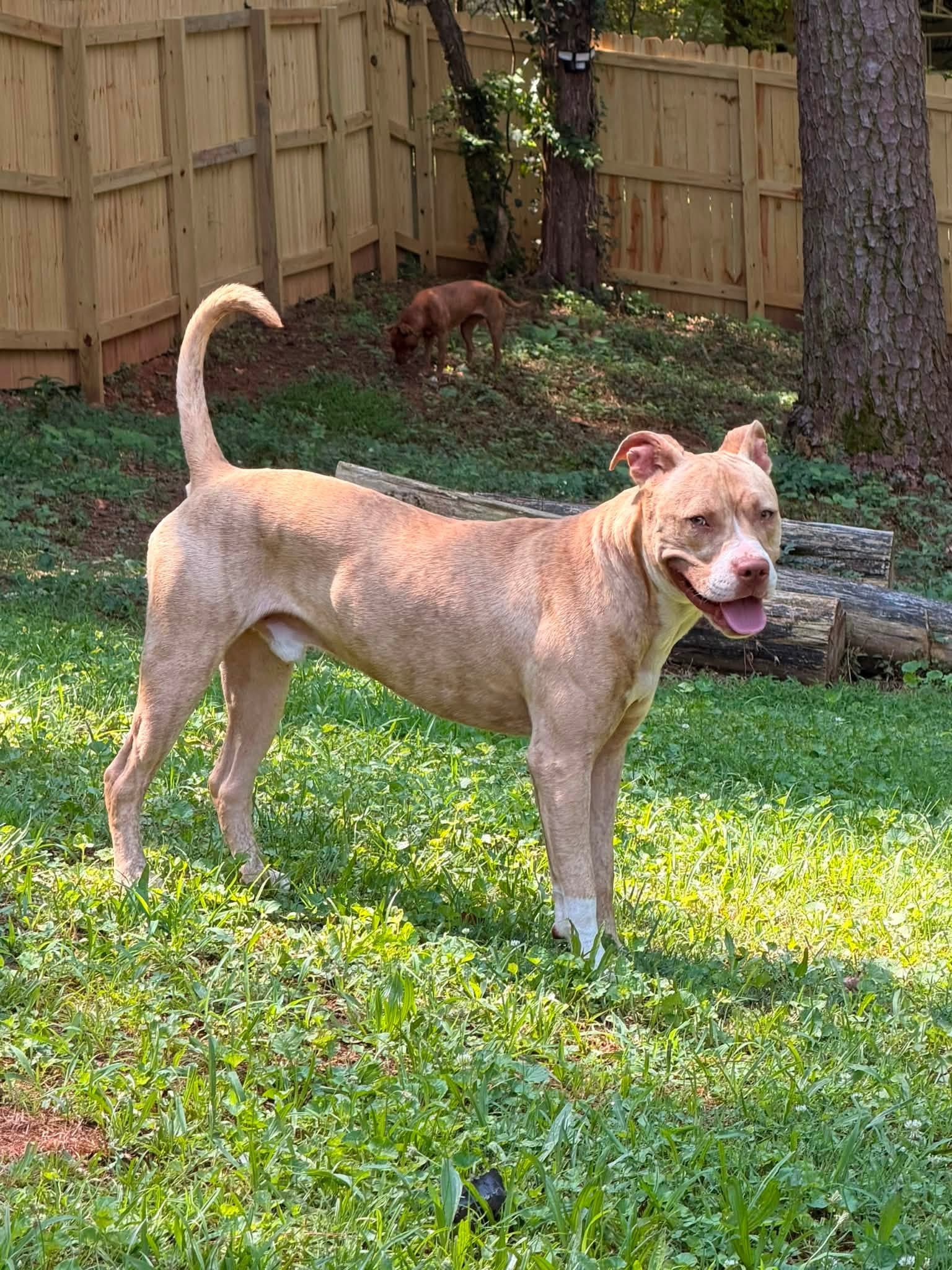 notorious-dog-rescue-simba-02.jpg