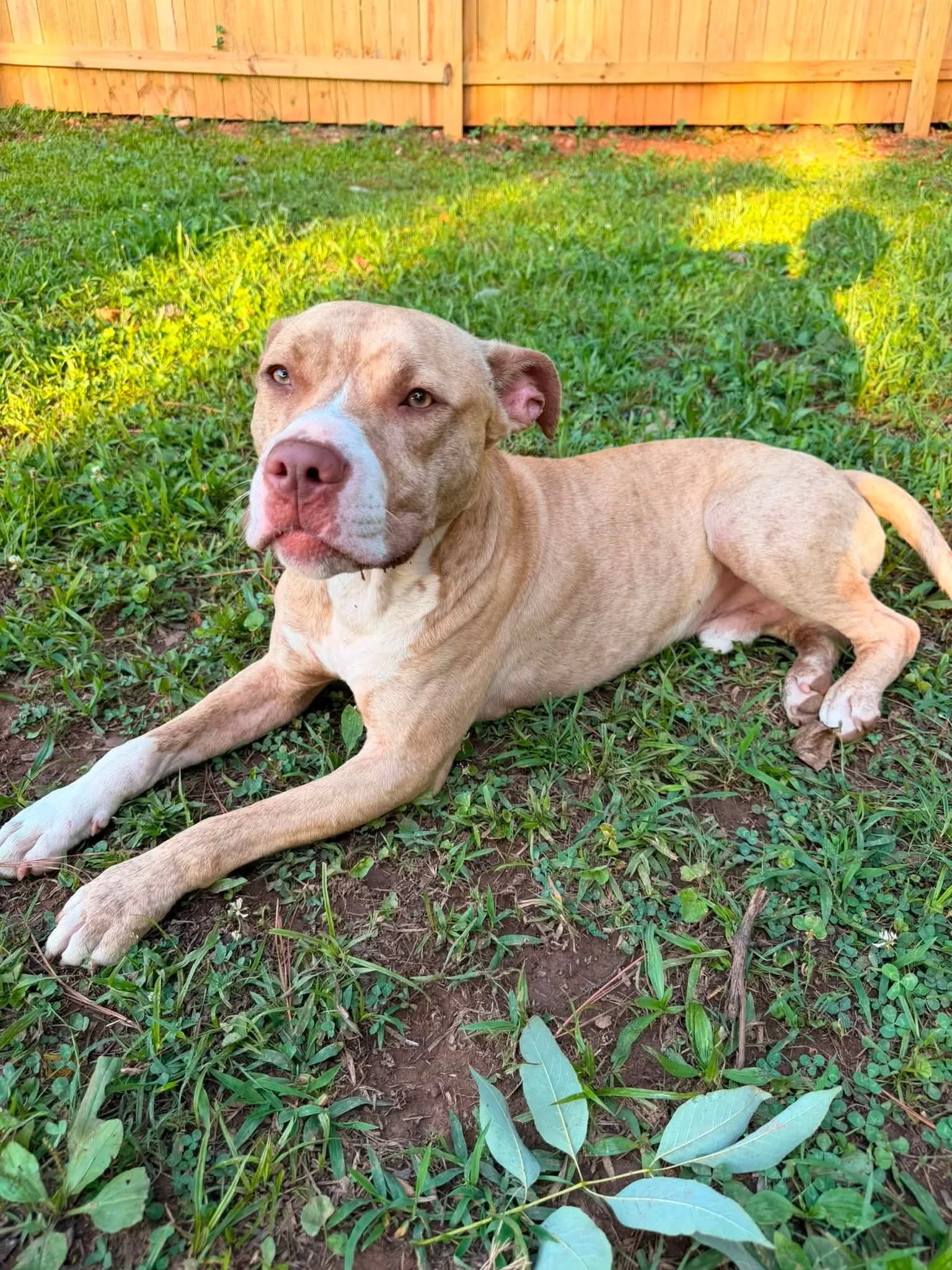 notorious-dog-rescue-simba-03.jpg
