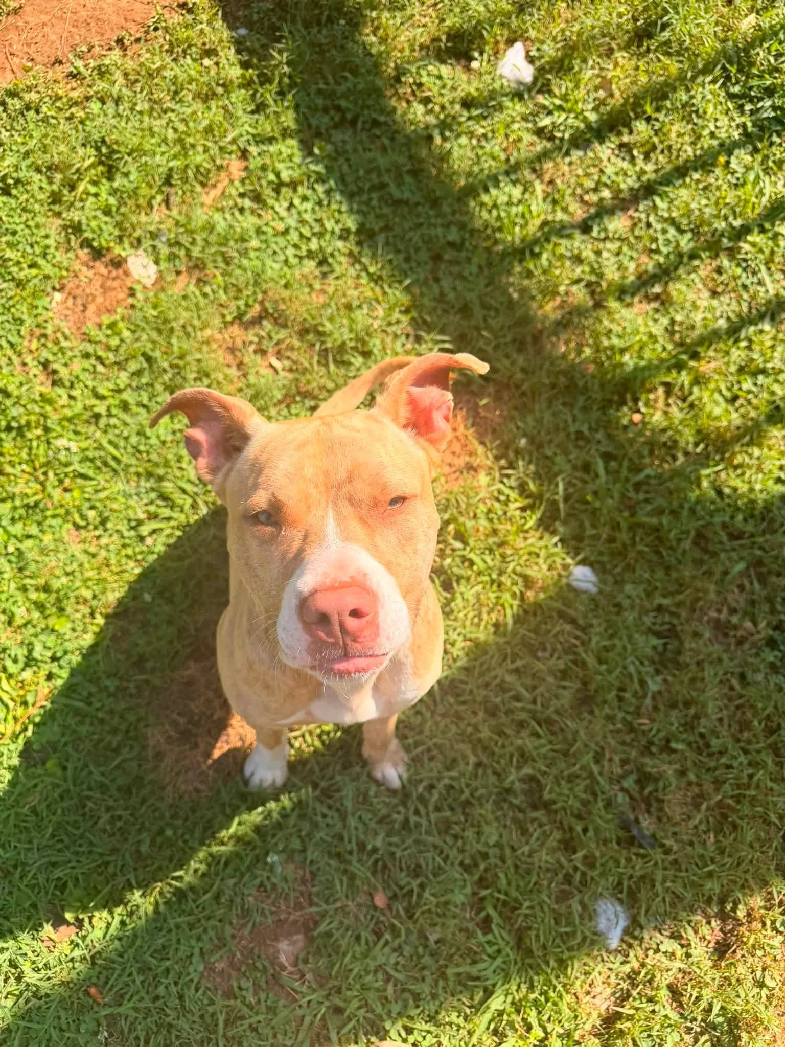 notorious-dog-rescue-simba-04.jpg