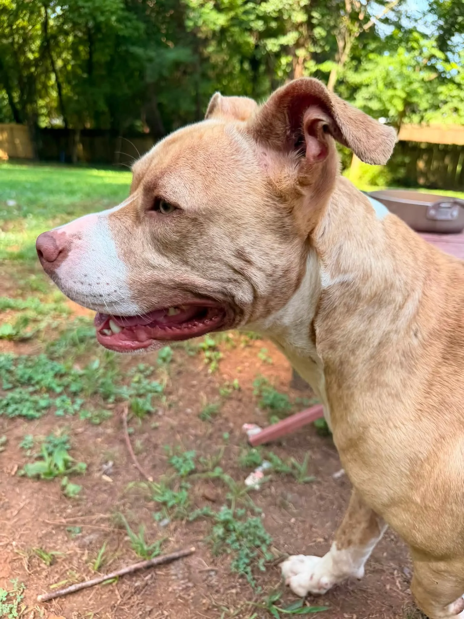 notorious-dog-rescue-simba-05.jpg
