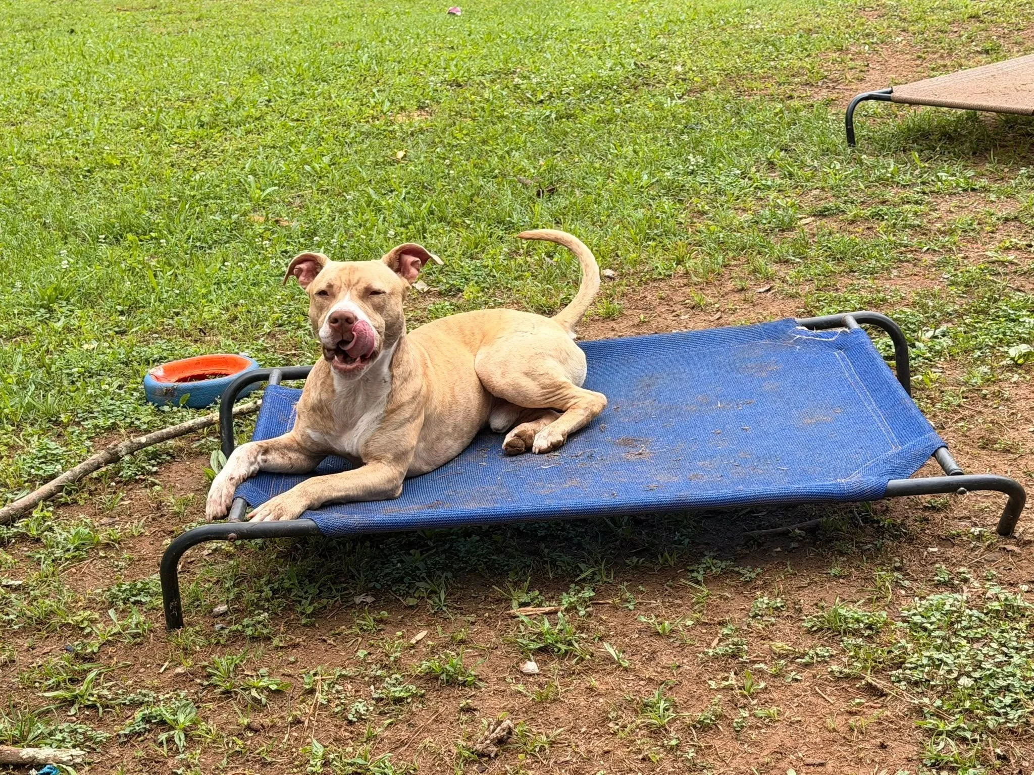 notorious-dog-rescue-simba-06.jpg
