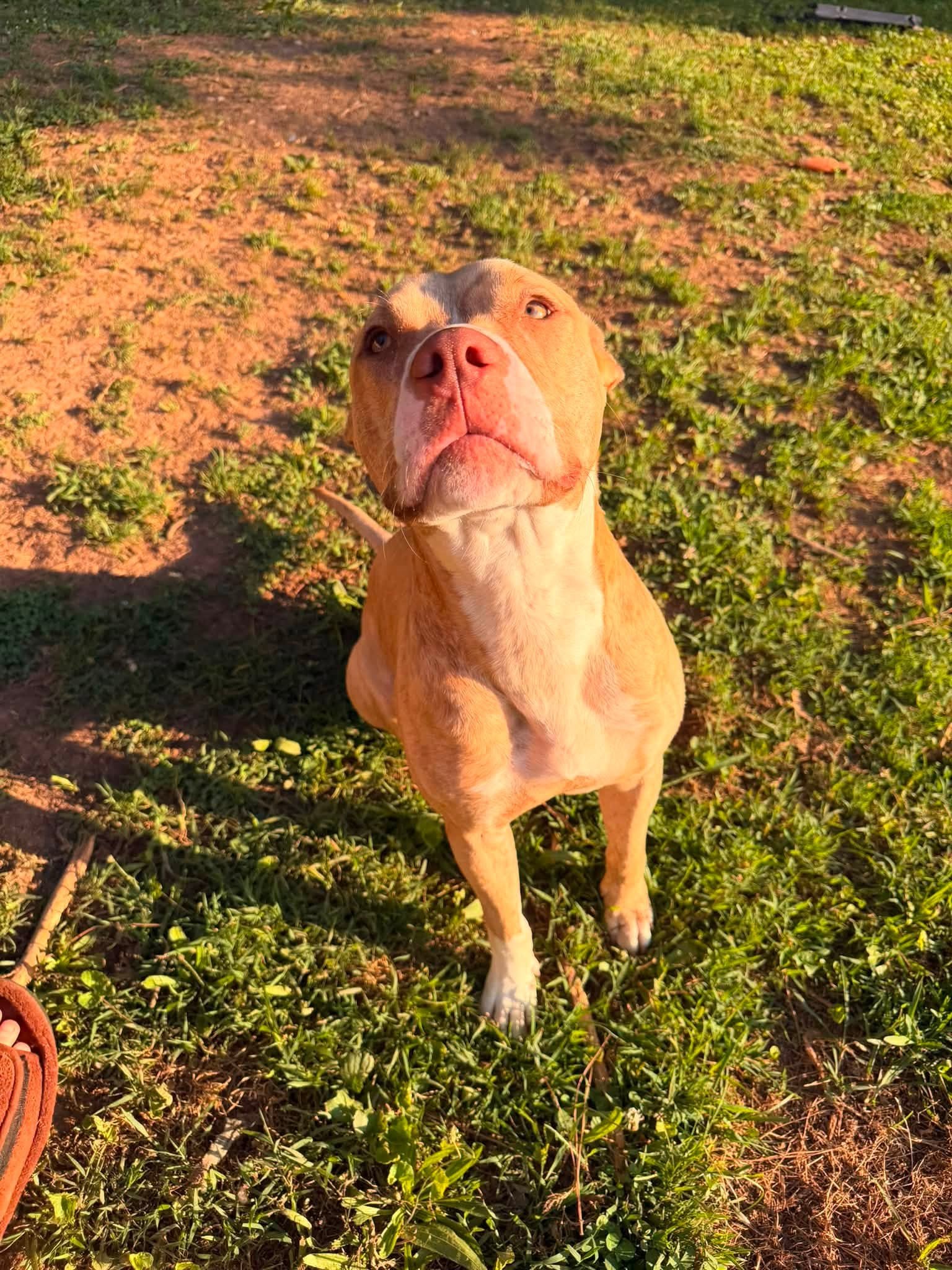 notorious-dog-rescue-simba-07.jpg