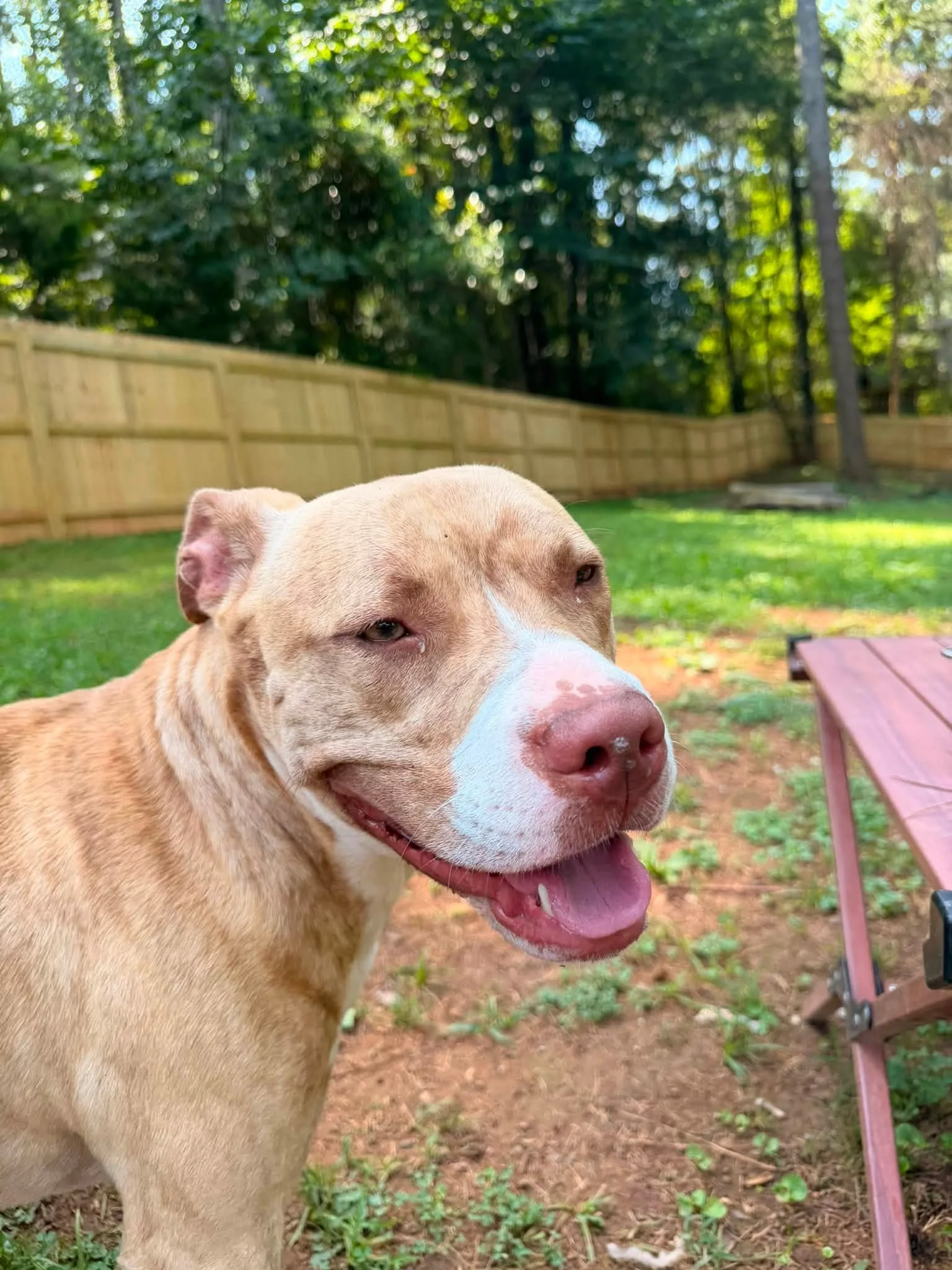 notorious-dog-rescue-simba-08.jpg