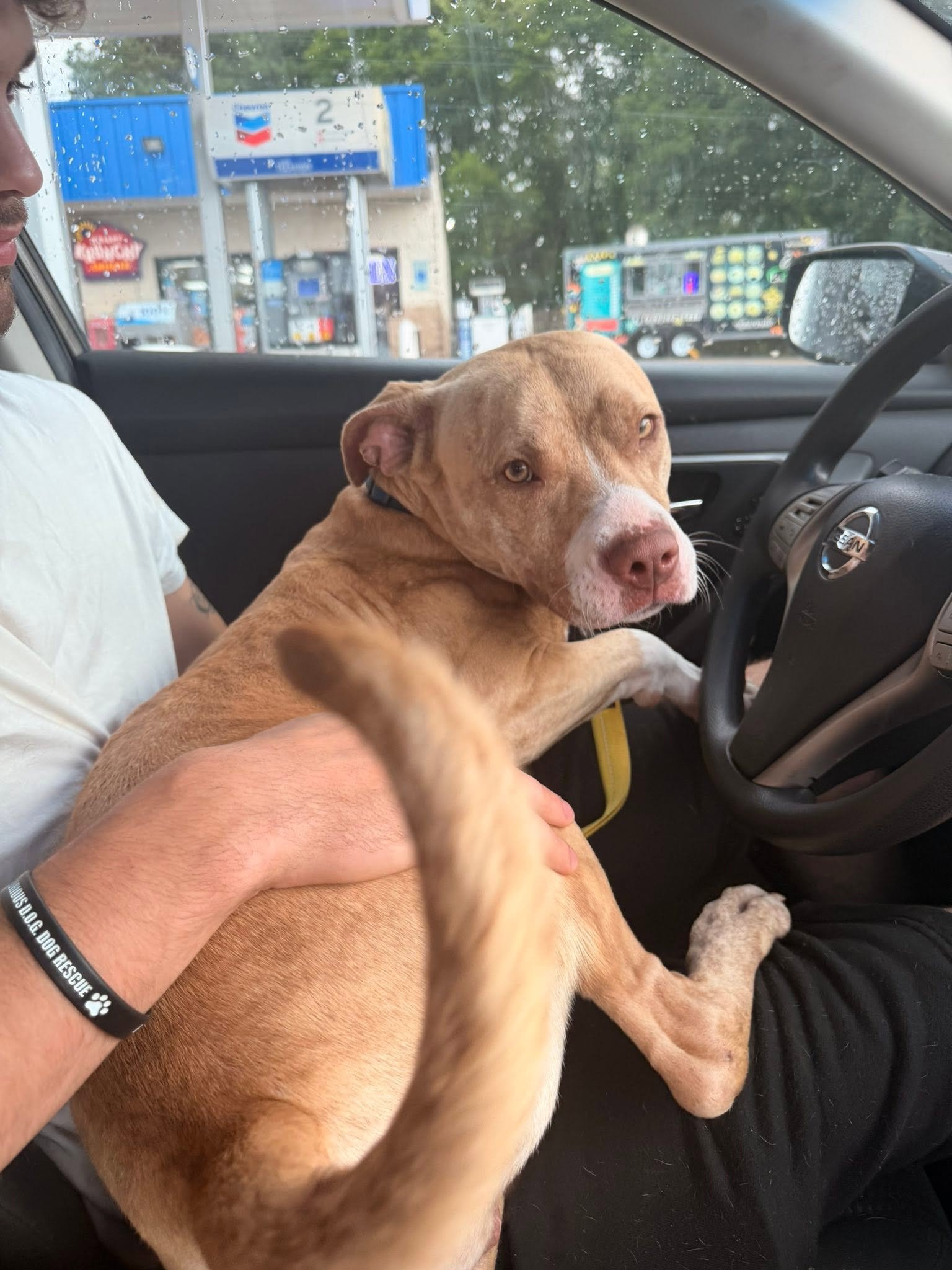 notorious-dog-rescue-simba-10.jpg