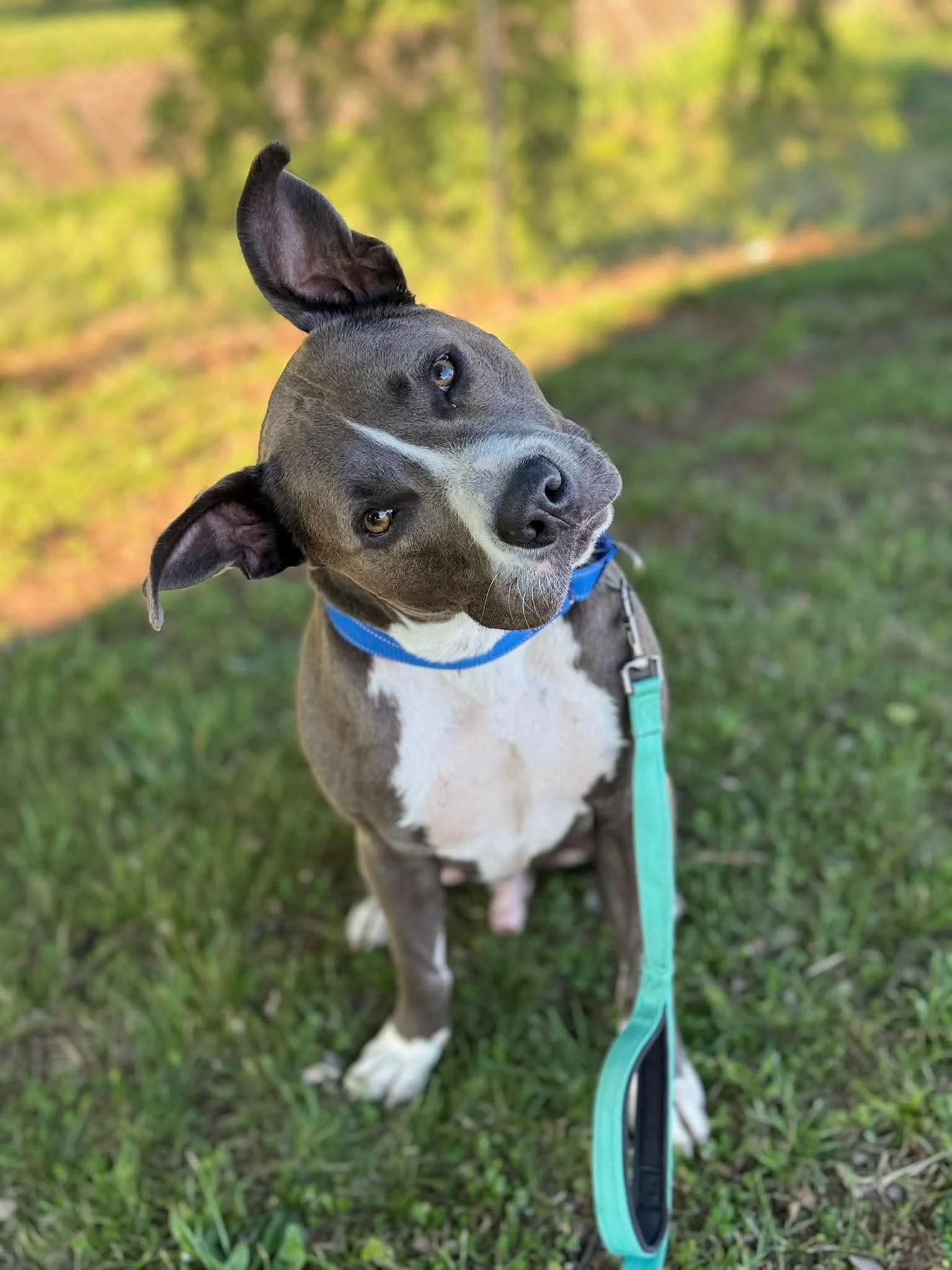 notorious-dog-rescue-lennon-01.jpg