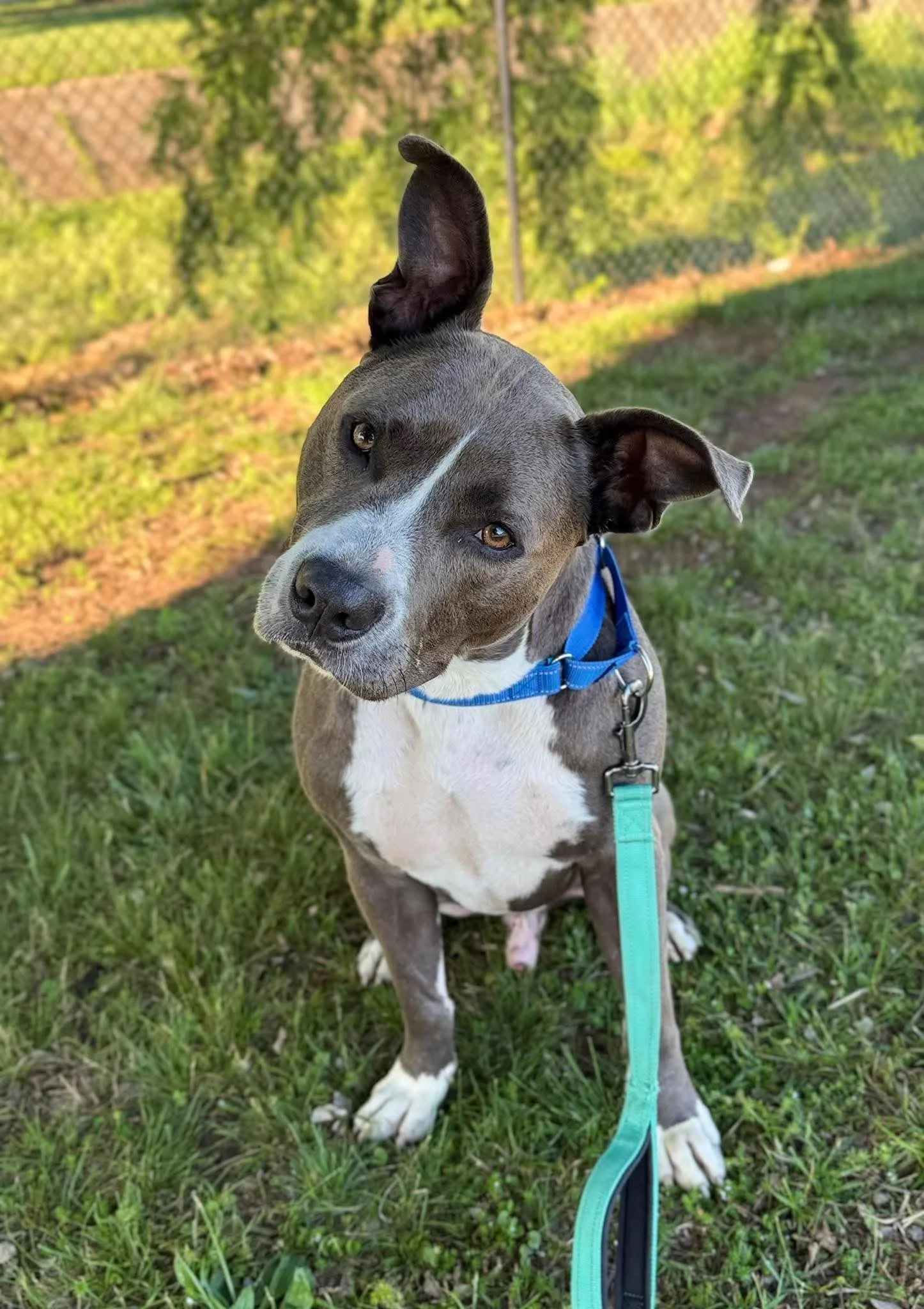 notorious-dog-rescue-lennon-02.jpg