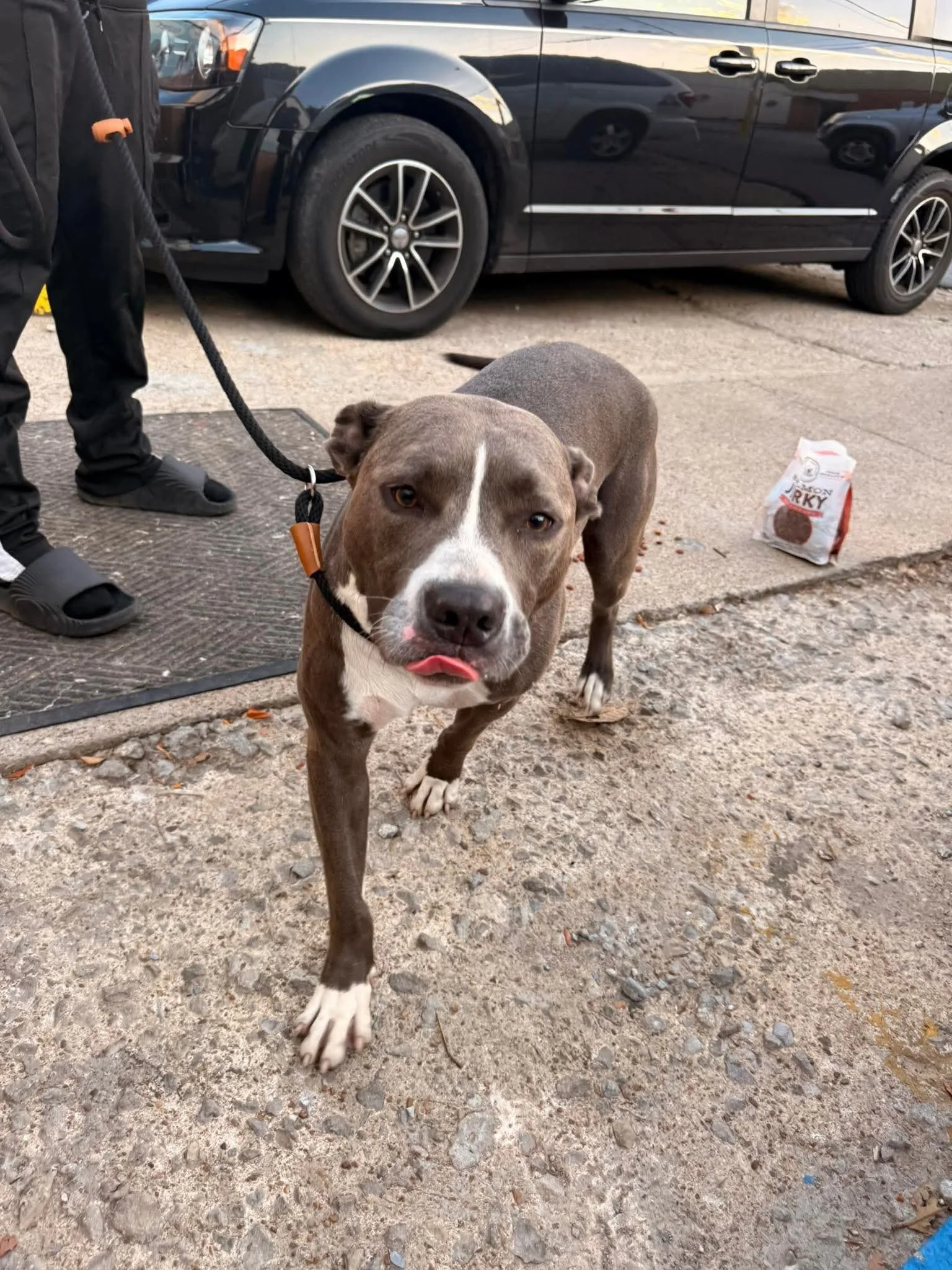 notorious-dog-rescue-lennon-04.jpg