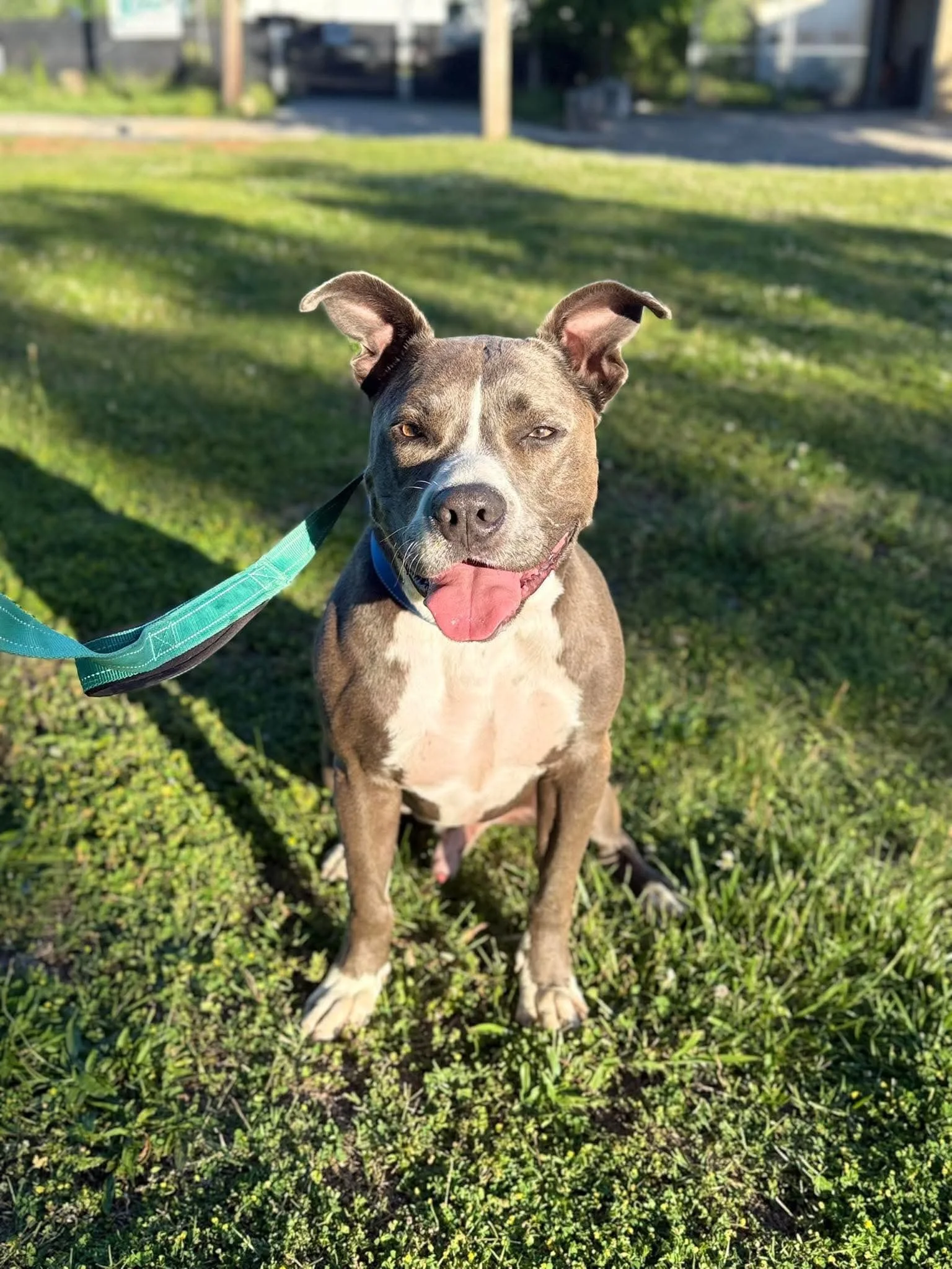 notorious-dog-rescue-lennon-05.jpg