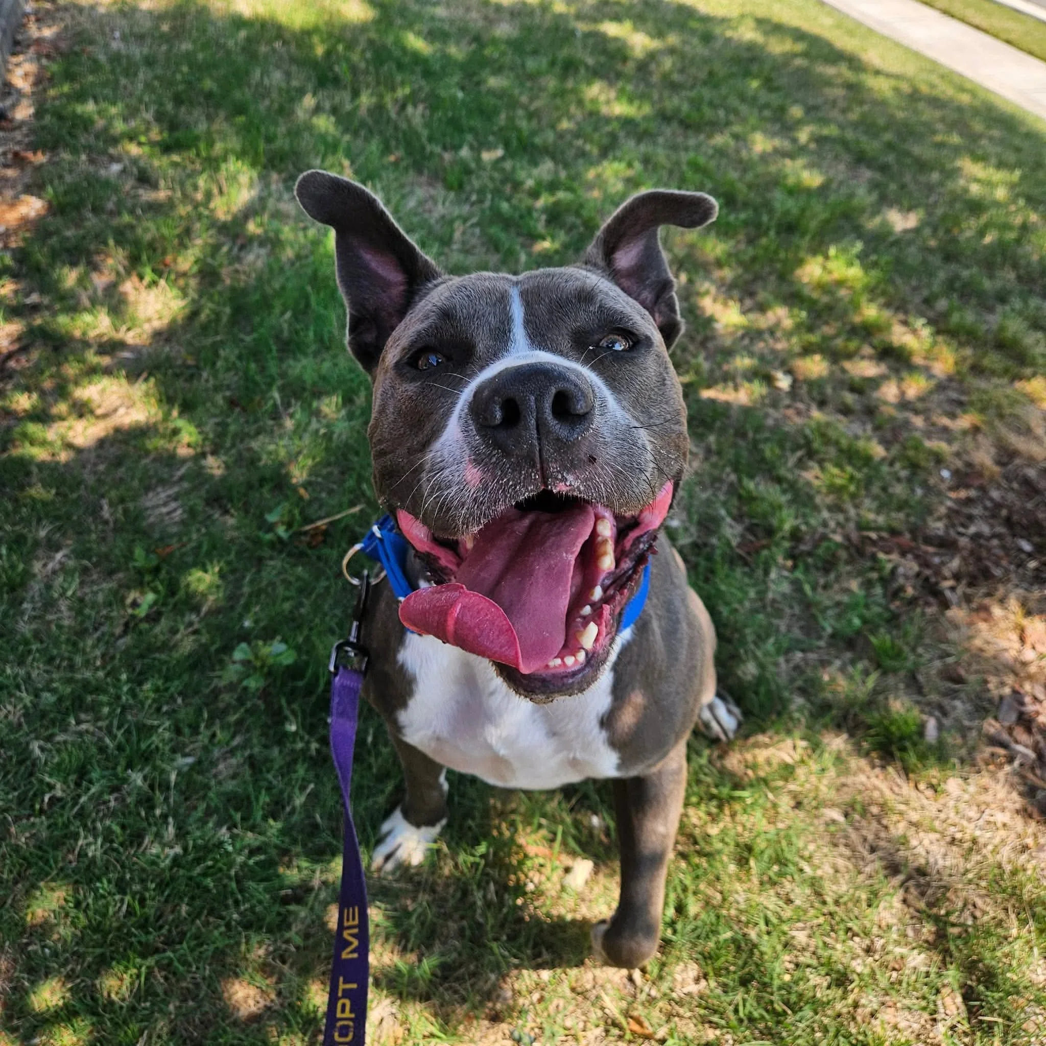 notorious-dog-rescue-lennon-06.jpg