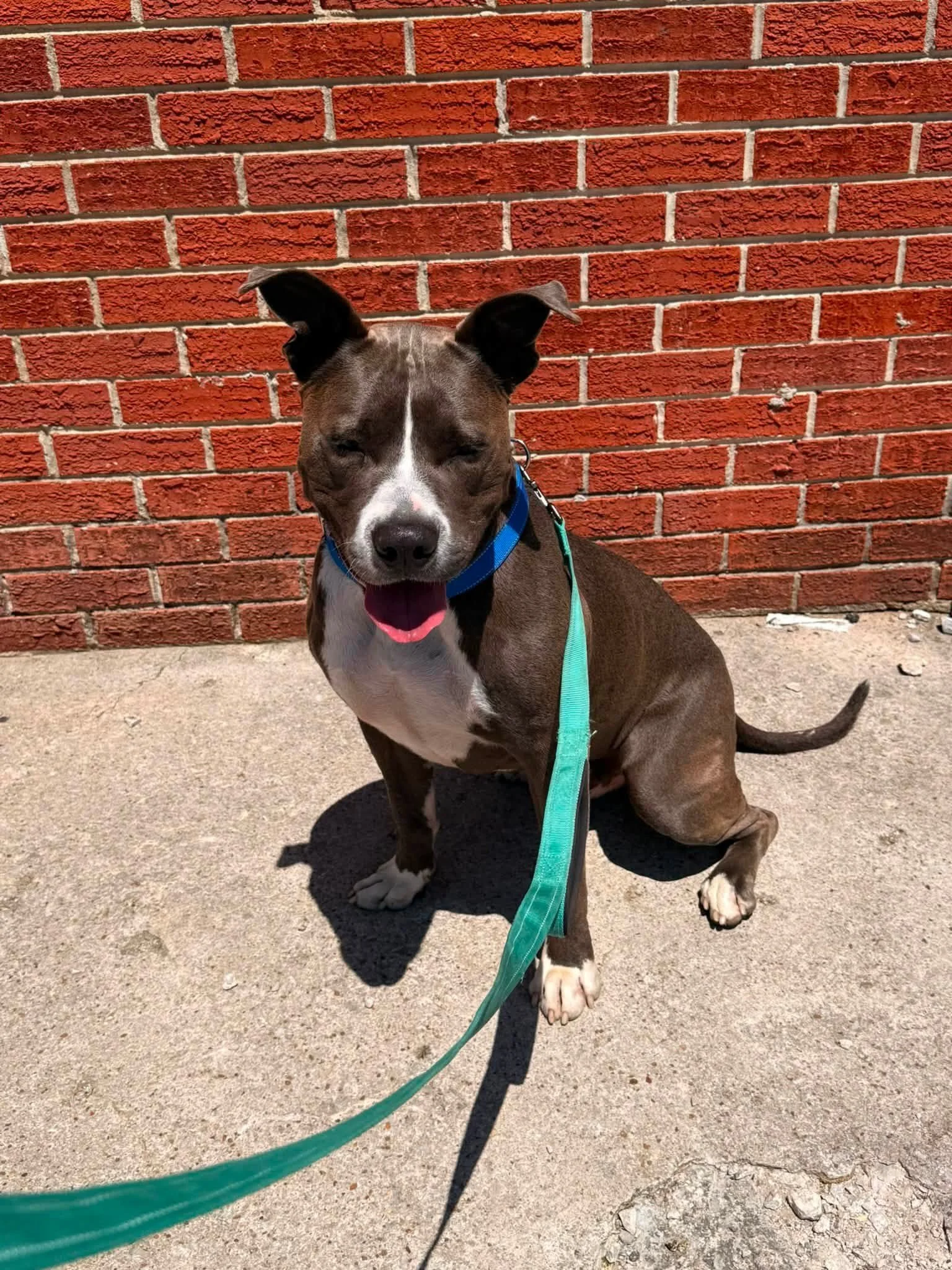 notorious-dog-rescue-lennon-07.jpg