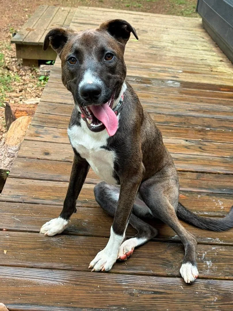 notorious-dog-rescue-billiejean-01.jpg