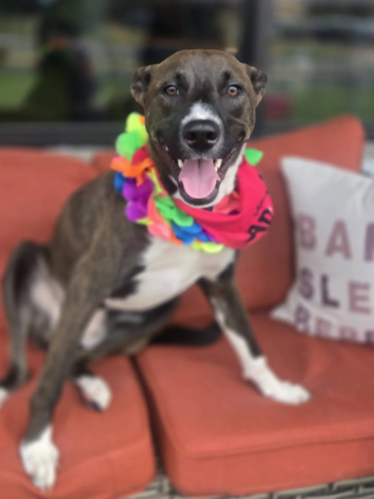 notorious-dog-rescue-billiejean-02.jpg