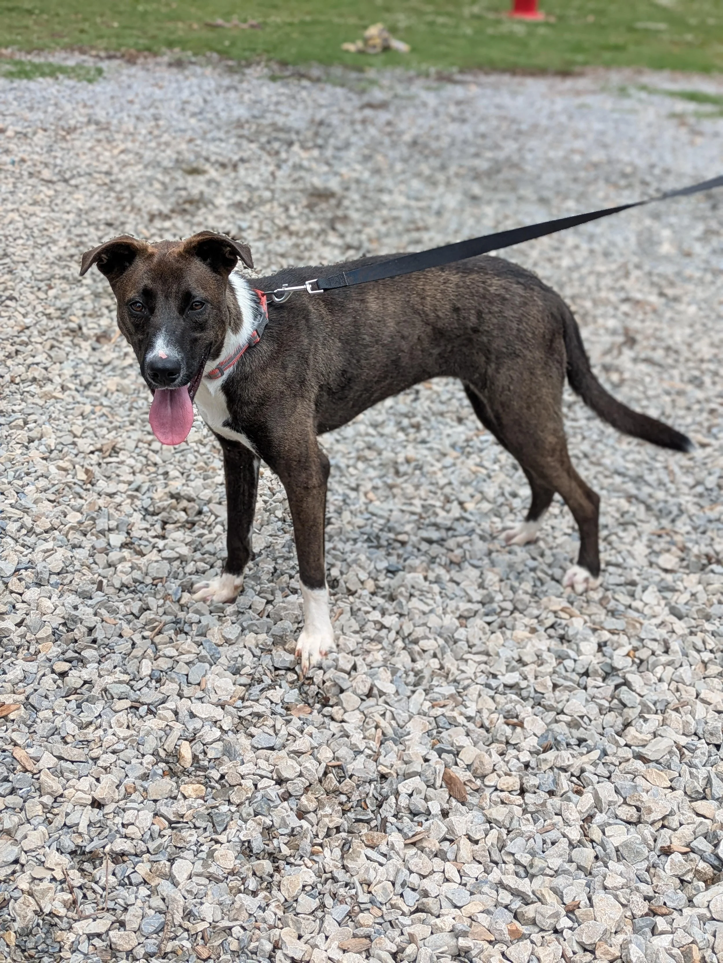 notorious-dog-rescue-billiejean-04.jpg
