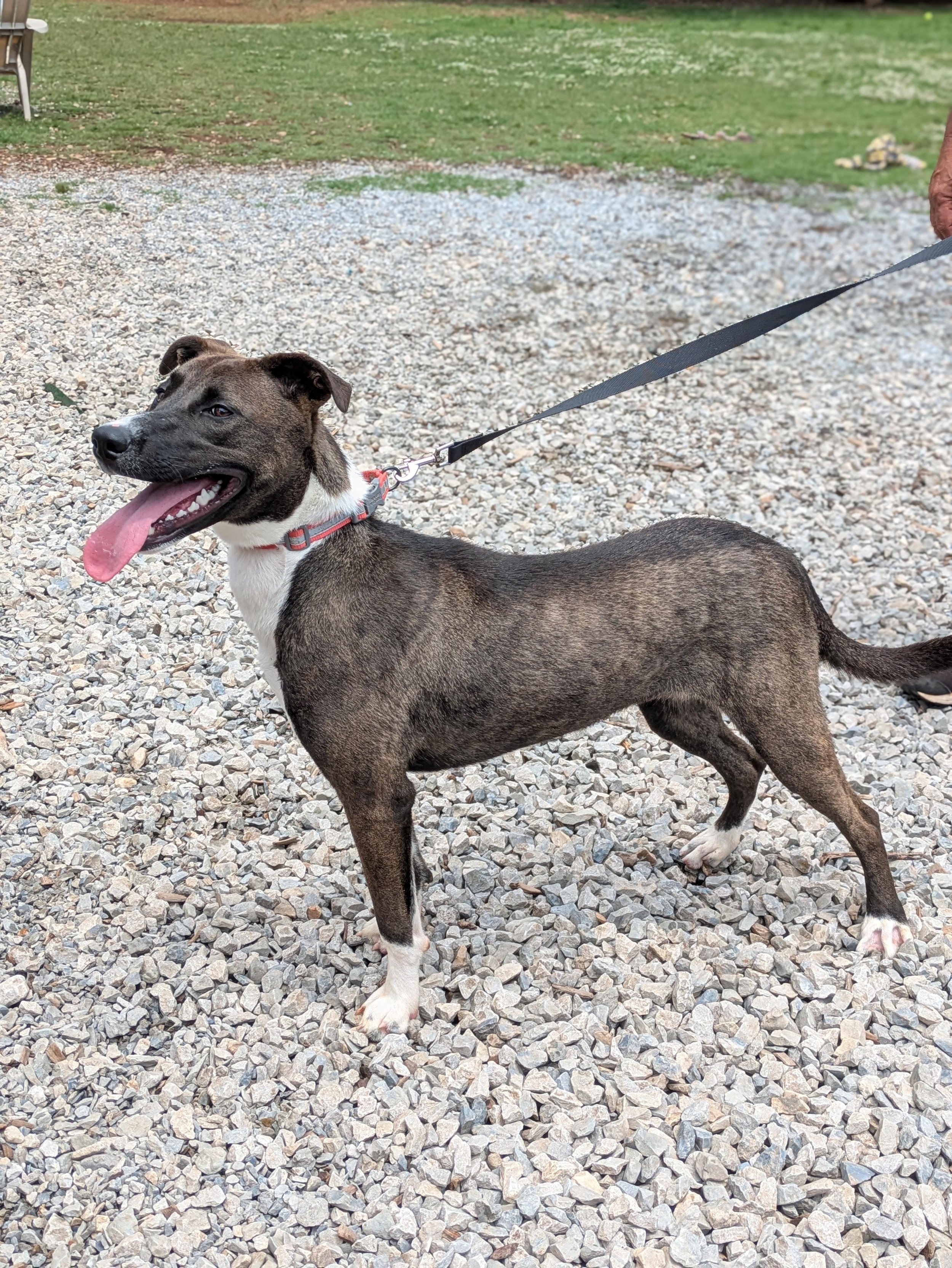 notorious-dog-rescue-billiejean-05.jpg