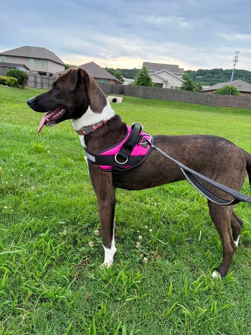 notorious-dog-rescue-billiejean-08.jpg