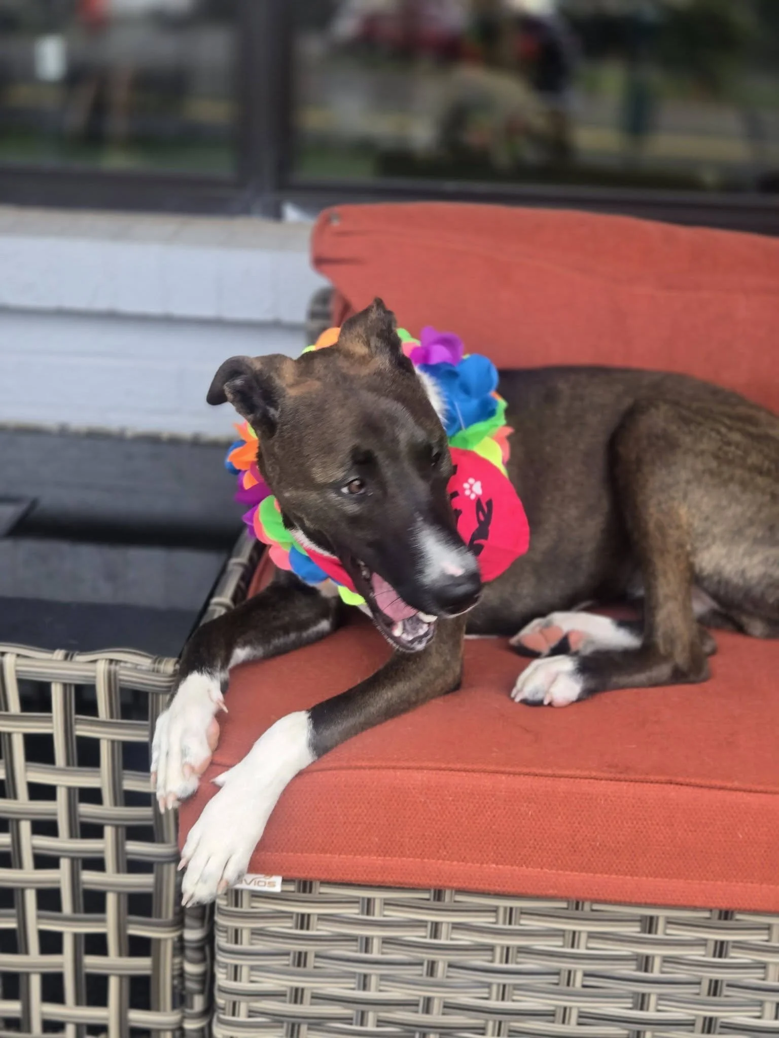 notorious-dog-rescue-billiejean-09.jpg