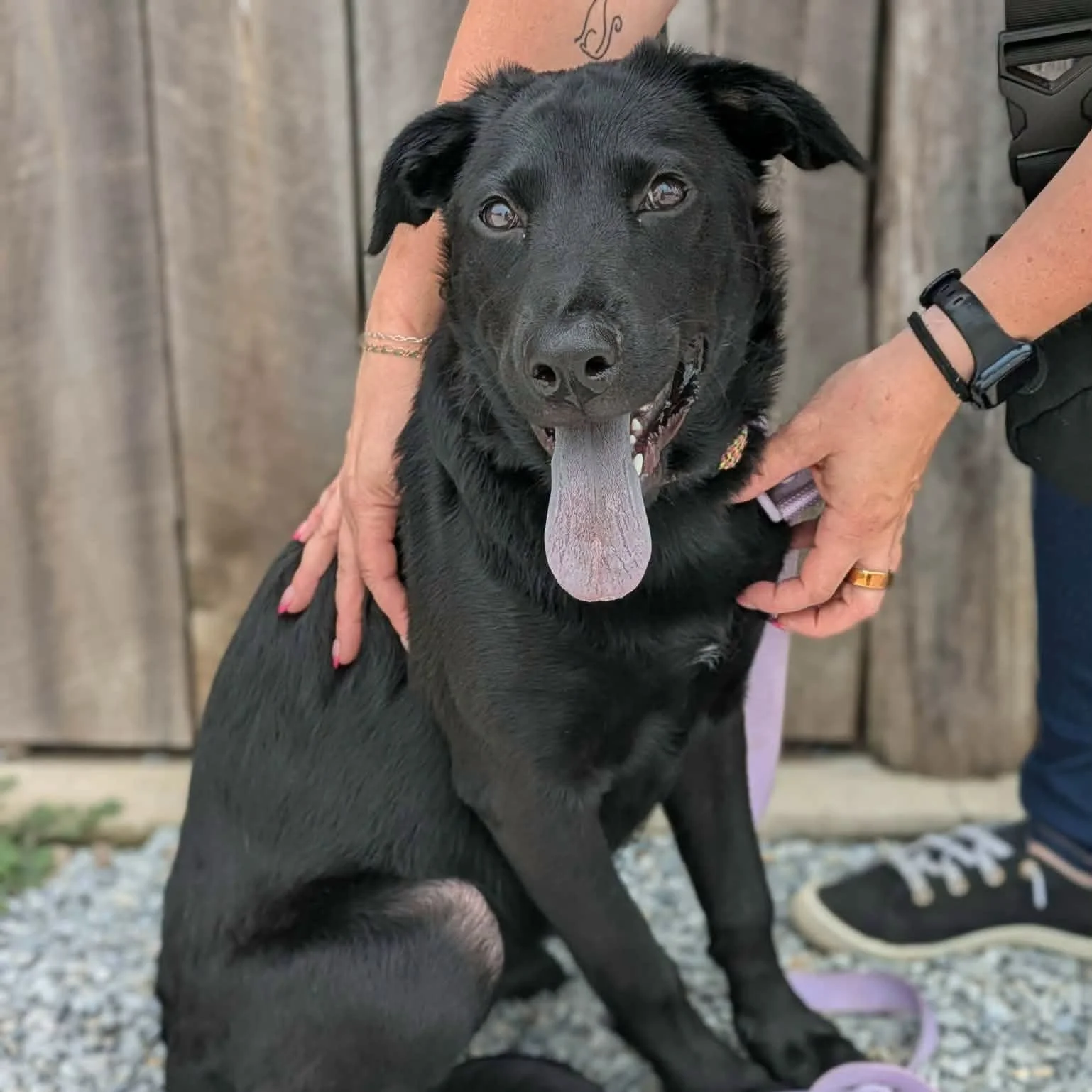 notorious-dog-rescue-willa-01.jpeg