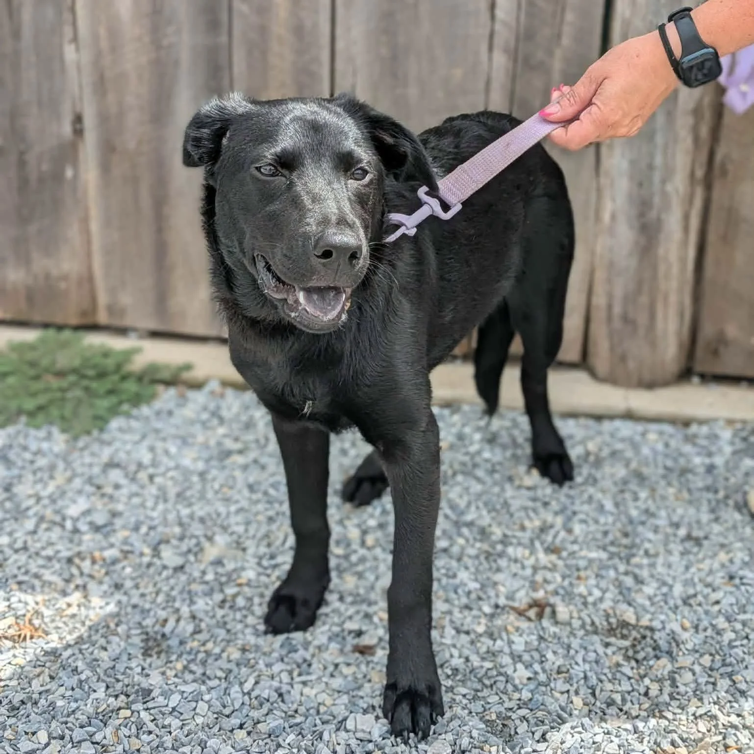 notorious-dog-rescue-willa-02.jpeg