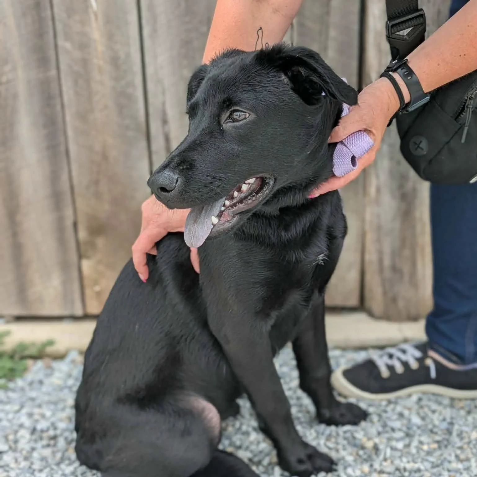 notorious-dog-rescue-willa-03.jpeg