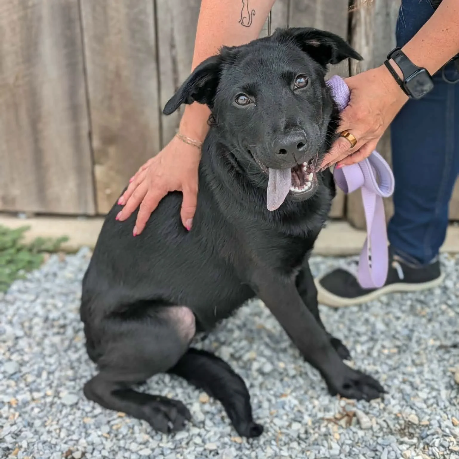 notorious-dog-rescue-willa-04.jpeg