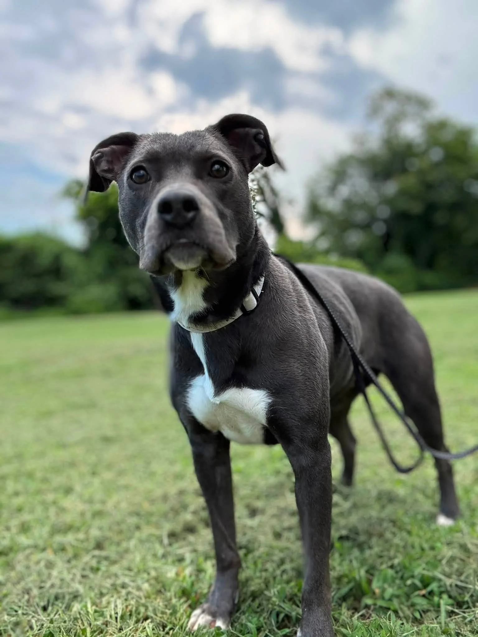 notorious-dog-rescue-halsey-01.jpg
