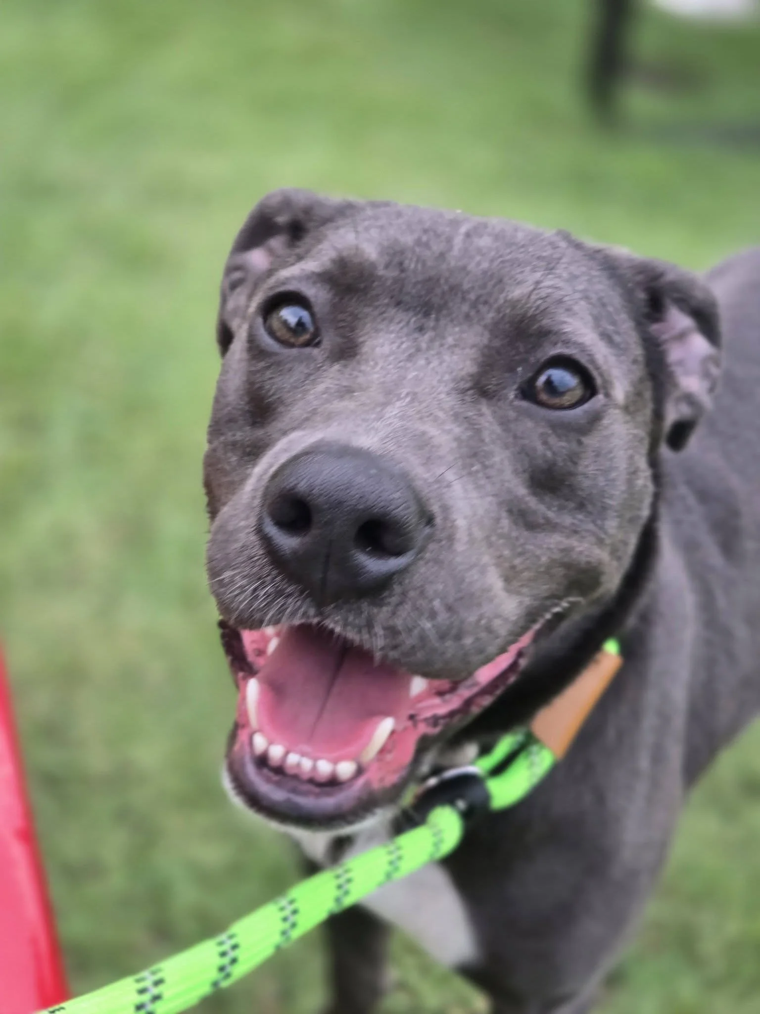 notorious-dog-rescue-halsey-02.jpg