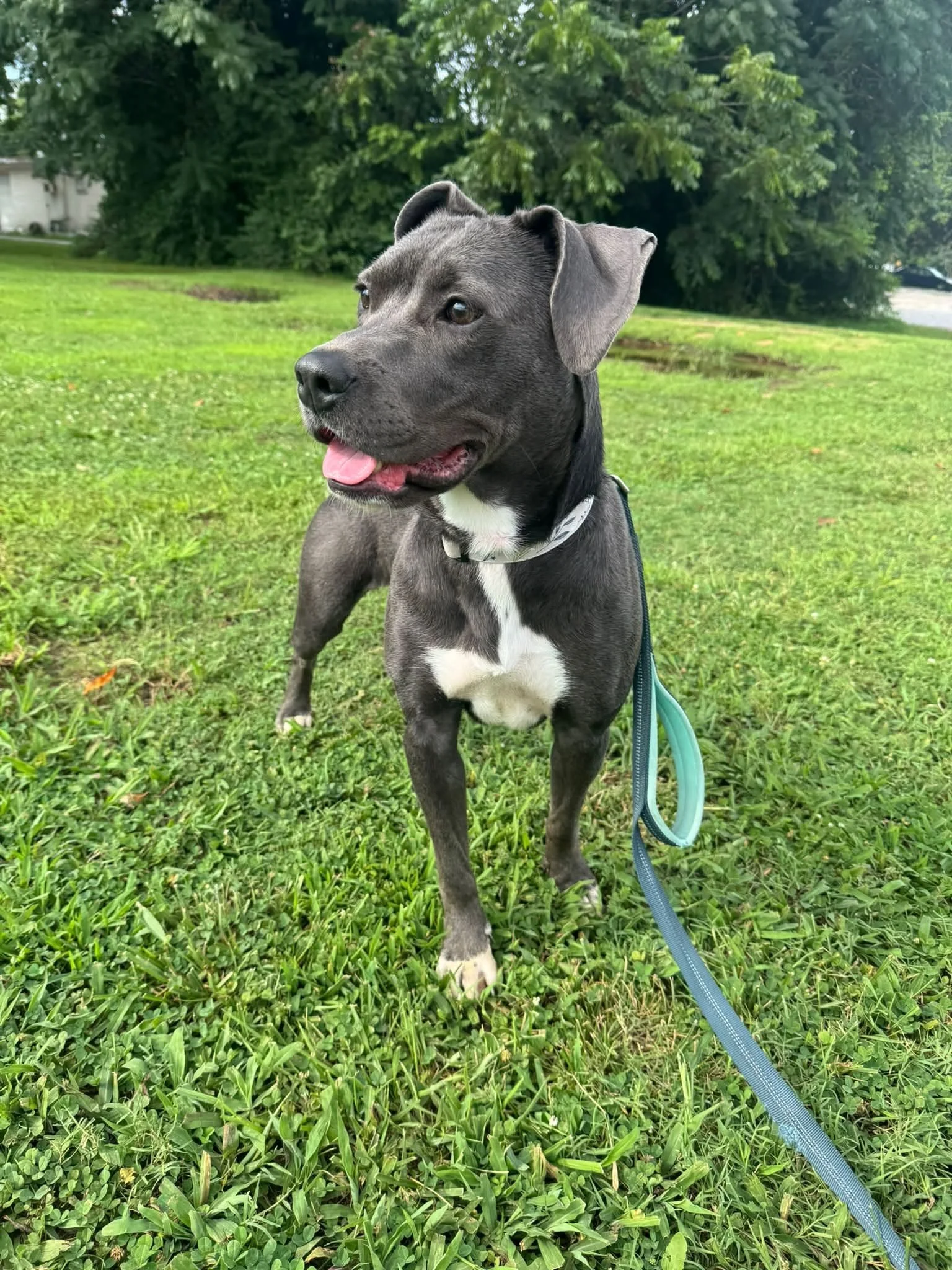notorious-dog-rescue-halsey-05.jpg