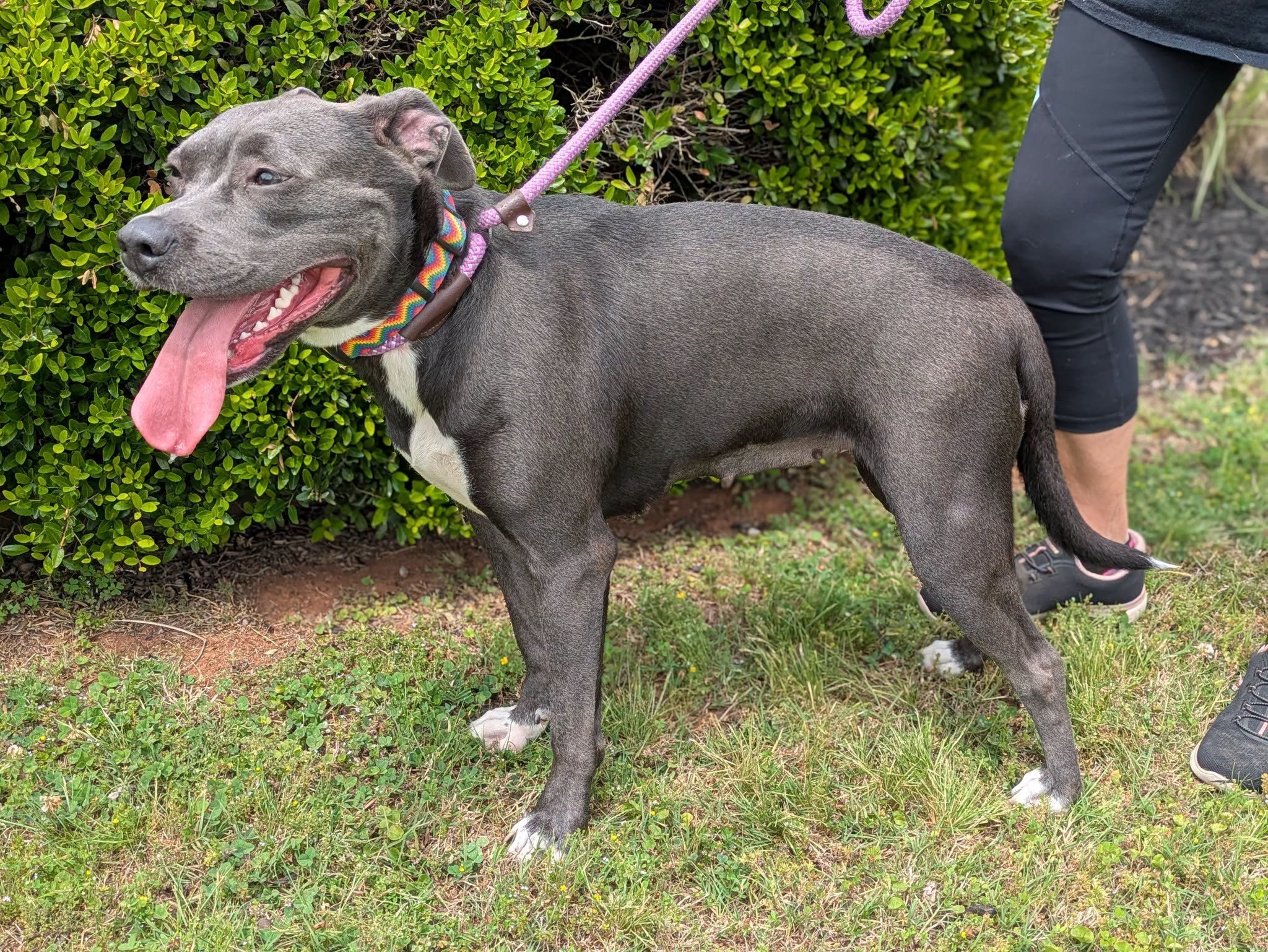 notorious-dog-rescue-halsey-07.jpeg