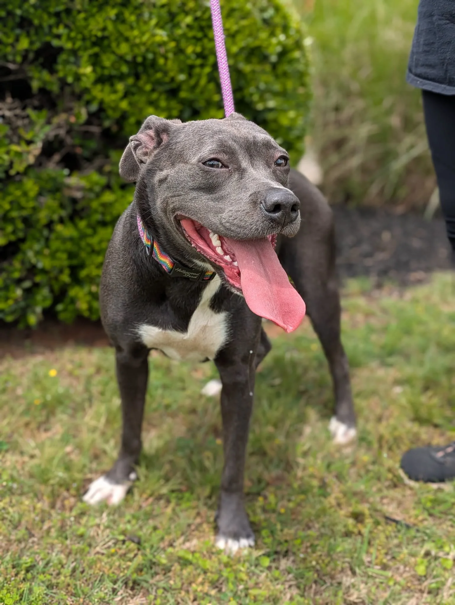 notorious-dog-rescue-halsey-08.jpeg