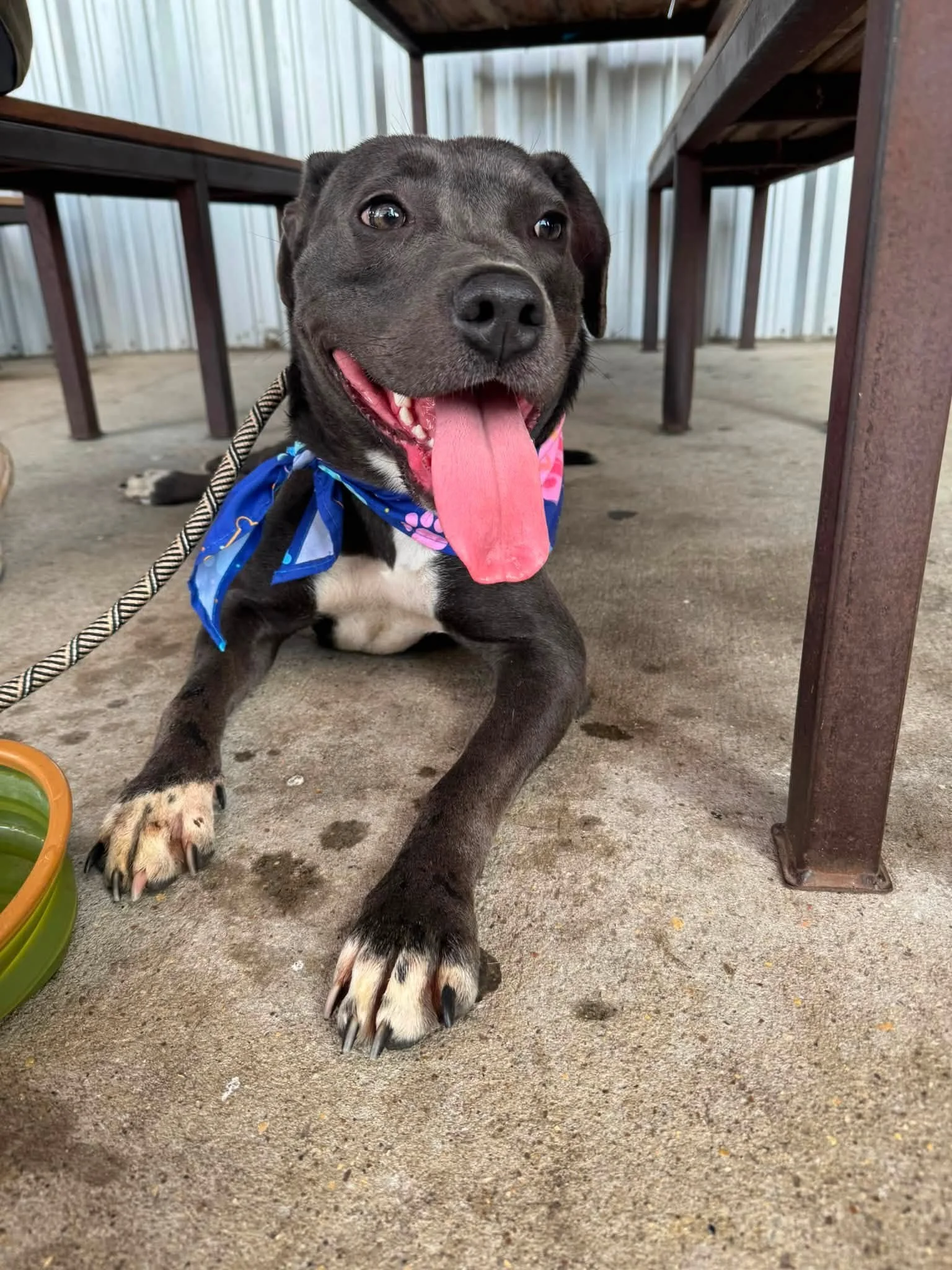 notorious-dog-rescue-halsey-09.jpg