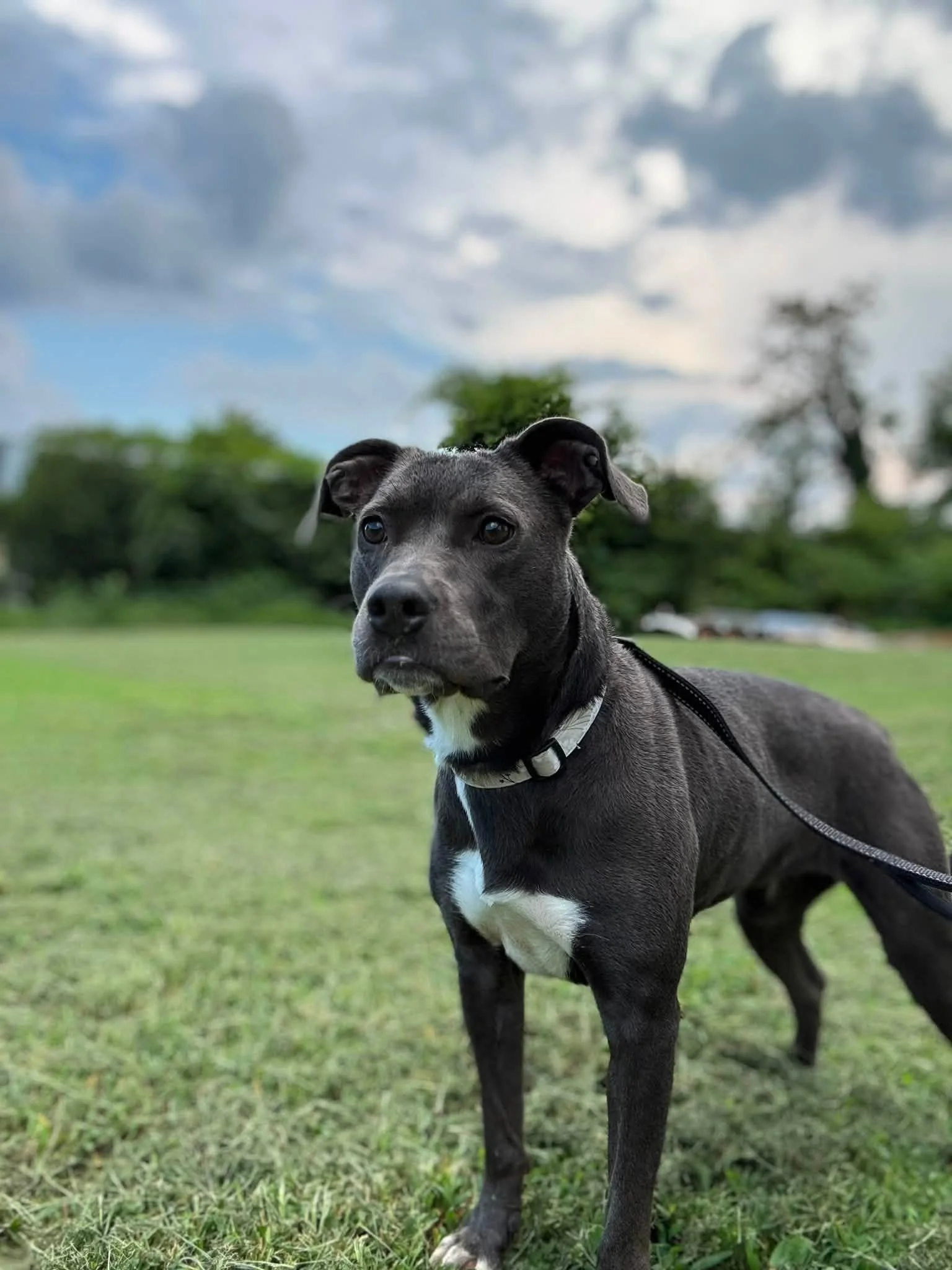 notorious-dog-rescue-halsey-11.jpg
