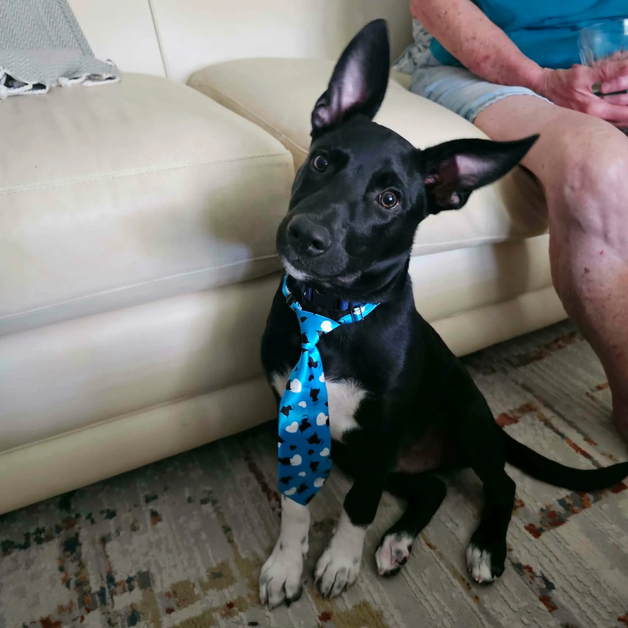 notorious-dog-rescue-hendrix-02.jpeg