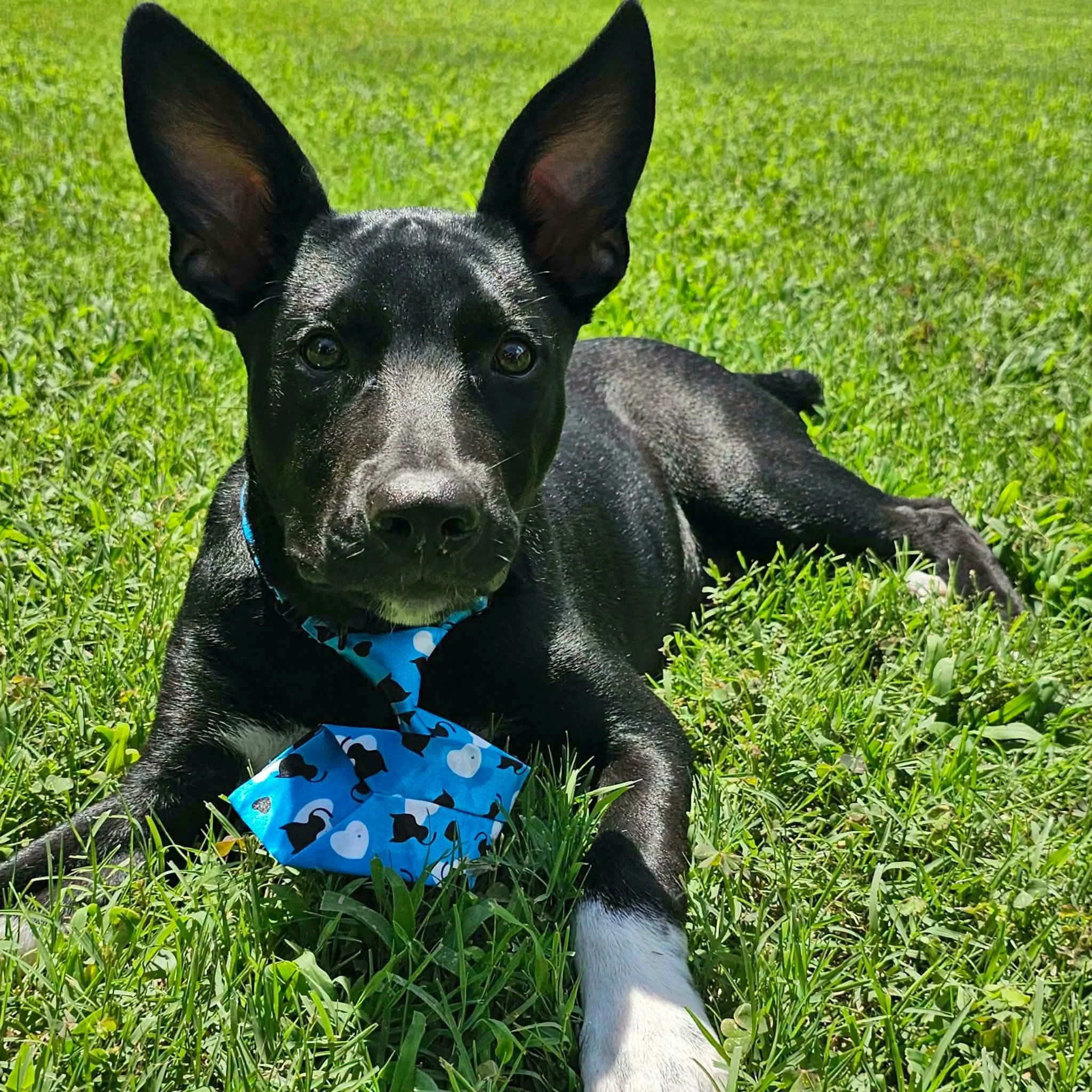 notorious-dog-rescue-hendrix-03.jpeg