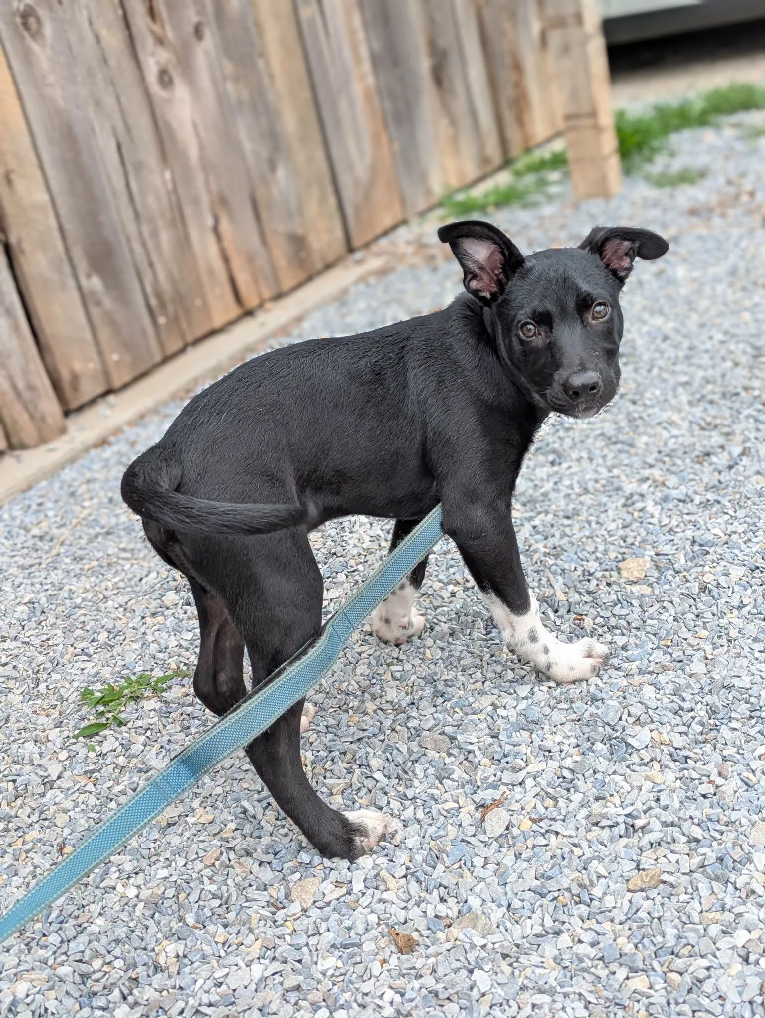 notorious-dog-rescue-hendrix-04.jpeg