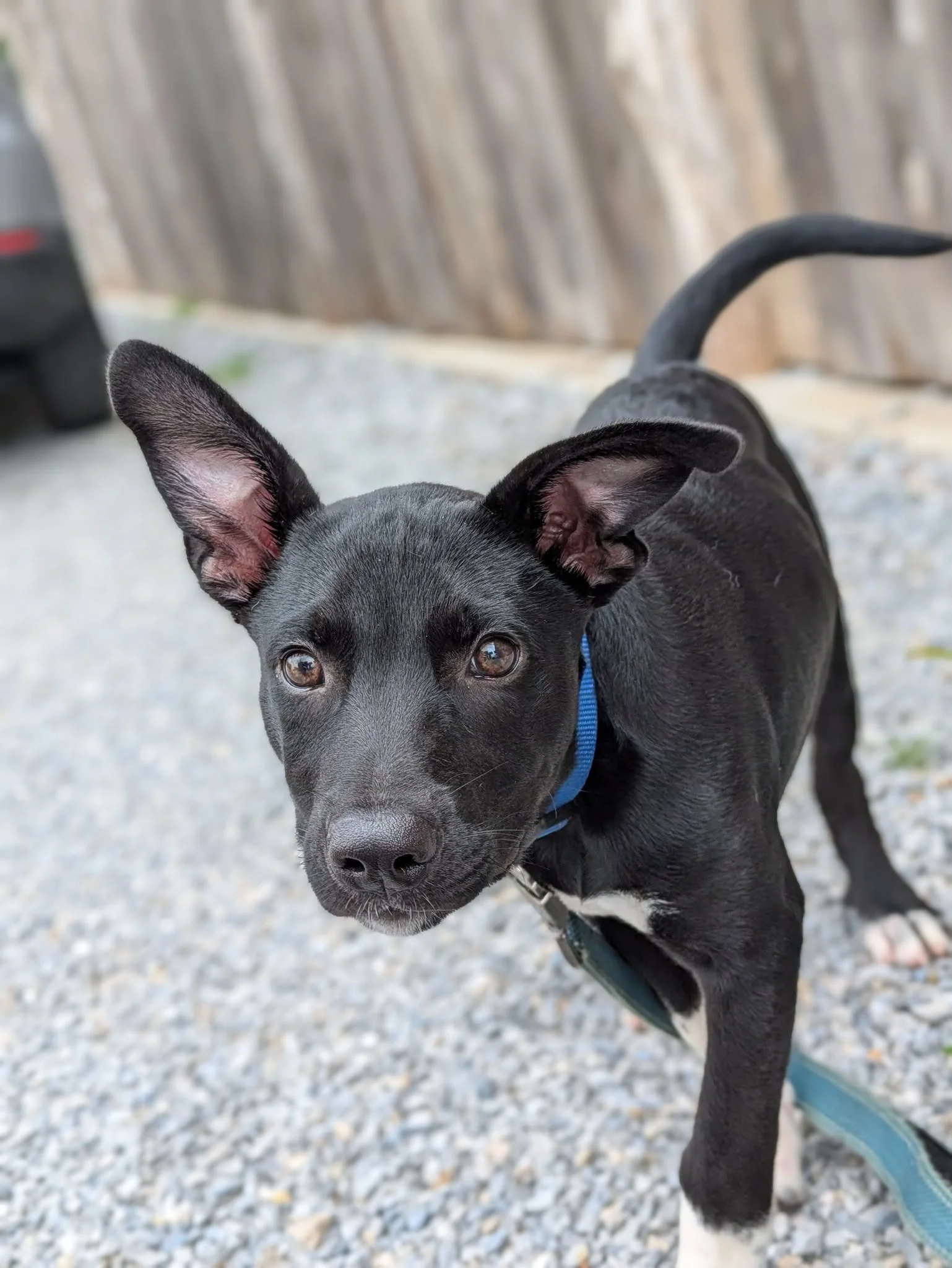 notorious-dog-rescue-hendrix-05.jpeg