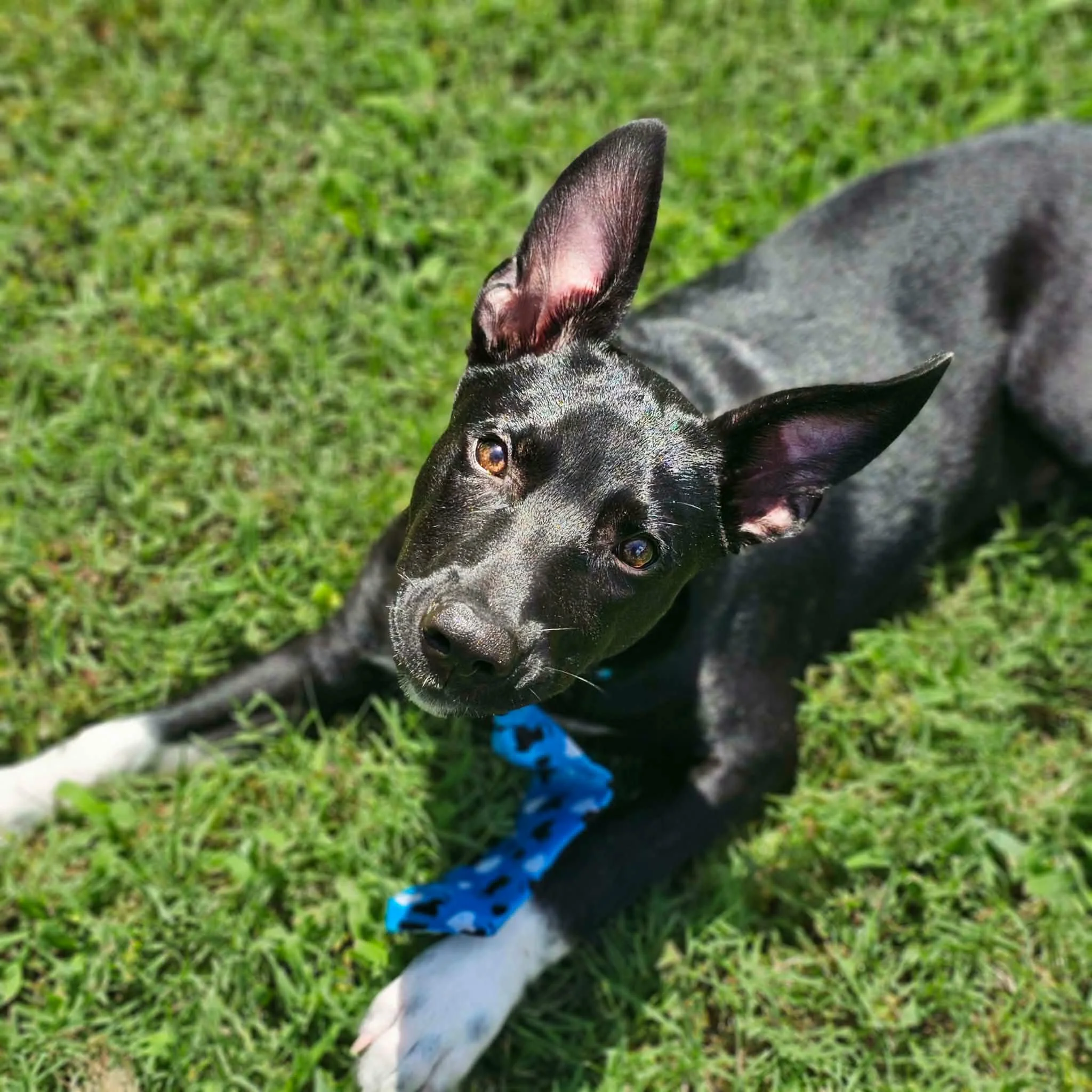 notorious-dog-rescue-hendrix-06.jpeg
