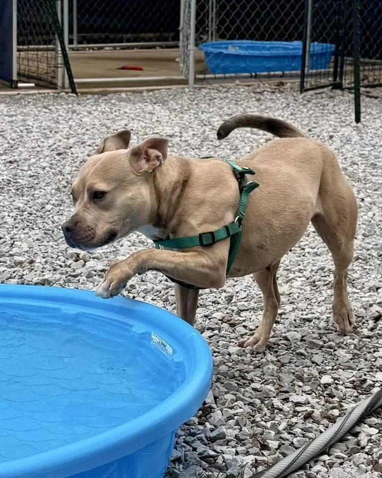 notorious-dog-rescue-arya-03.jpg