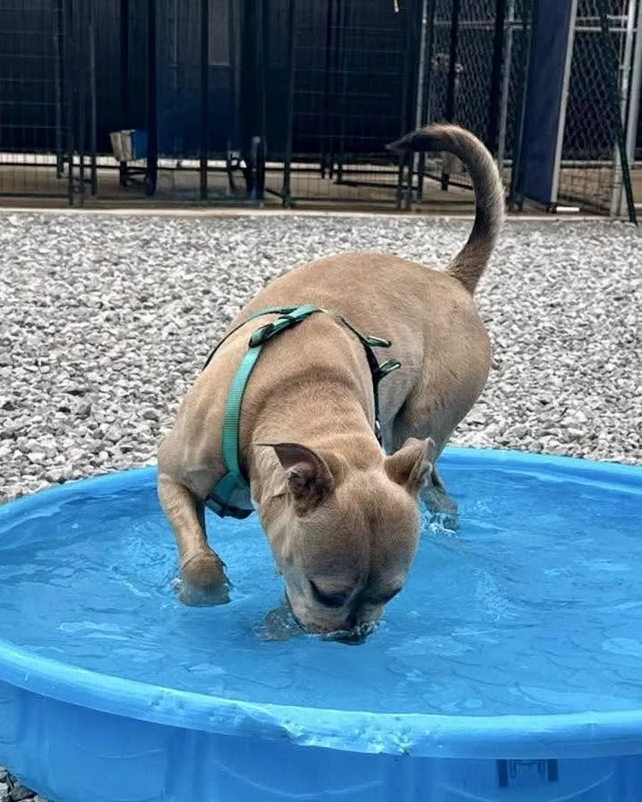 notorious-dog-rescue-arya-04.jpg