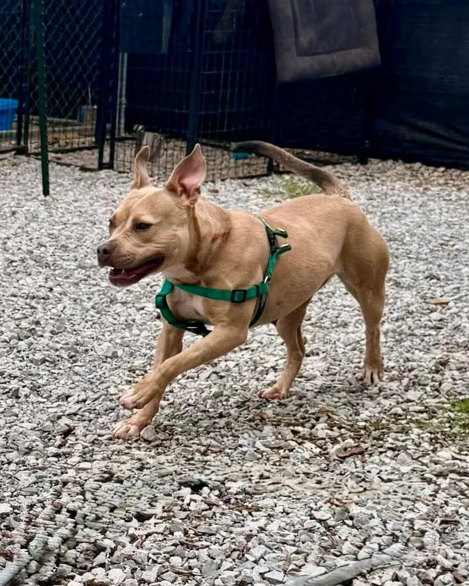 notorious-dog-rescue-arya-05.jpg