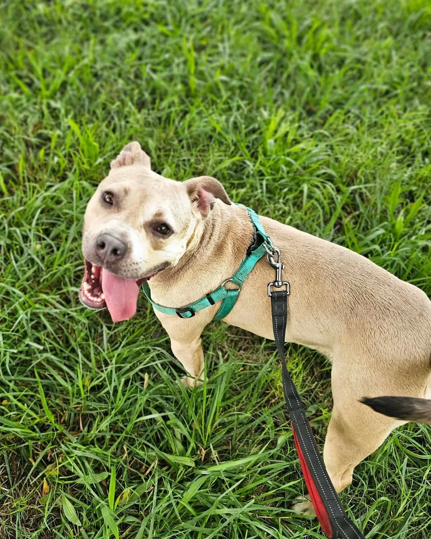 notorious-dog-rescue-arya-06.jpg