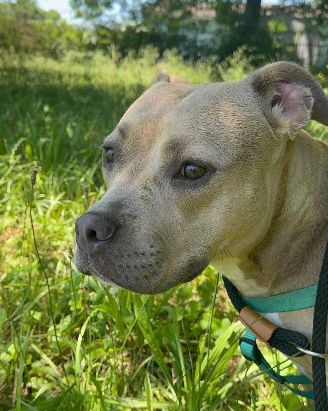 notorious-dog-rescue-arya-07.jpg
