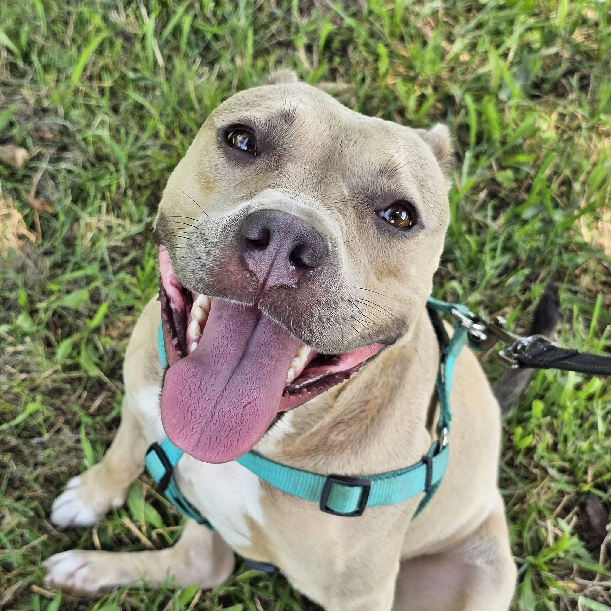 notorious-dog-rescue-arya-08.jpg
