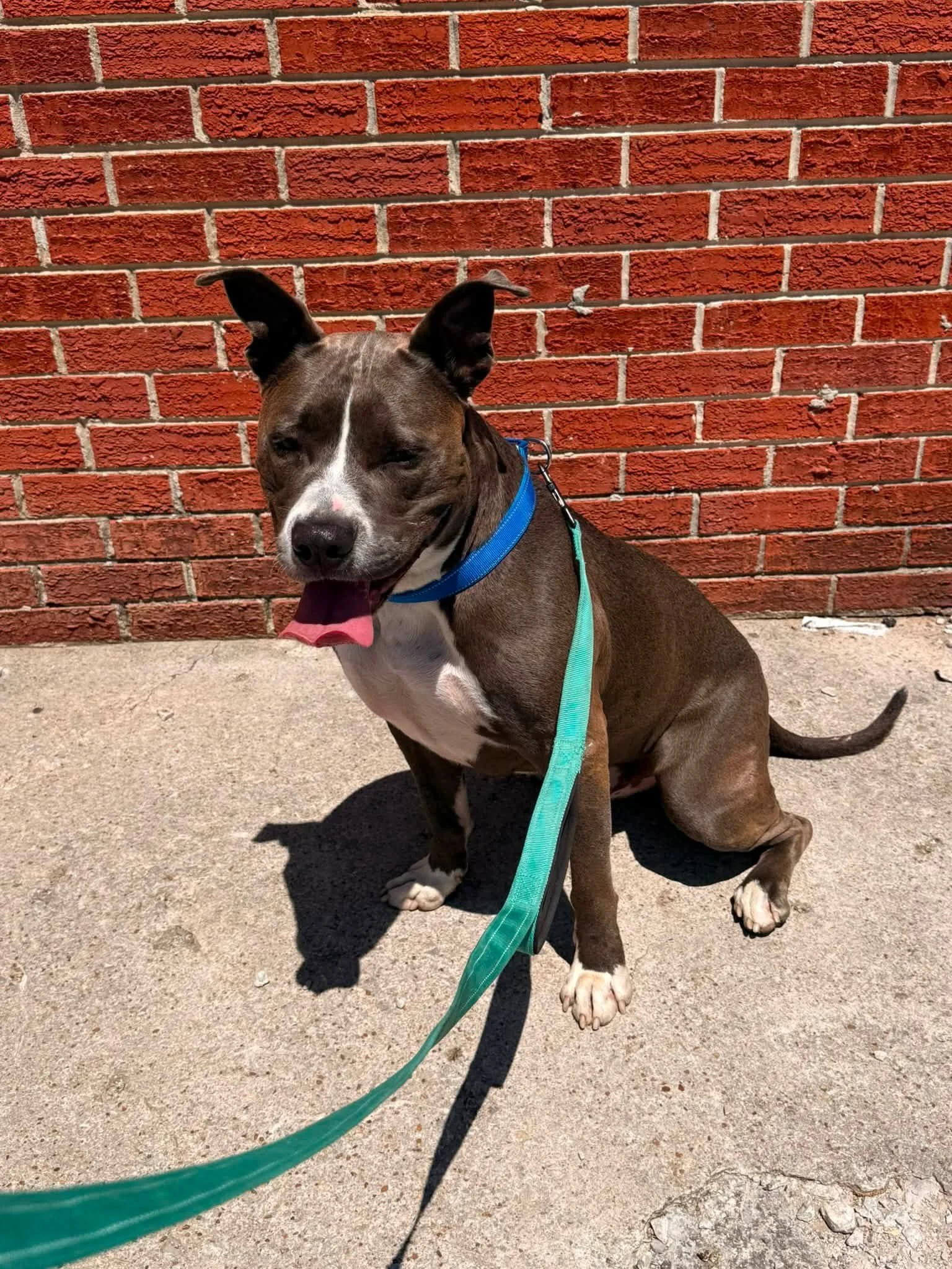notorious-dog-rescue-lennon-09.jpg