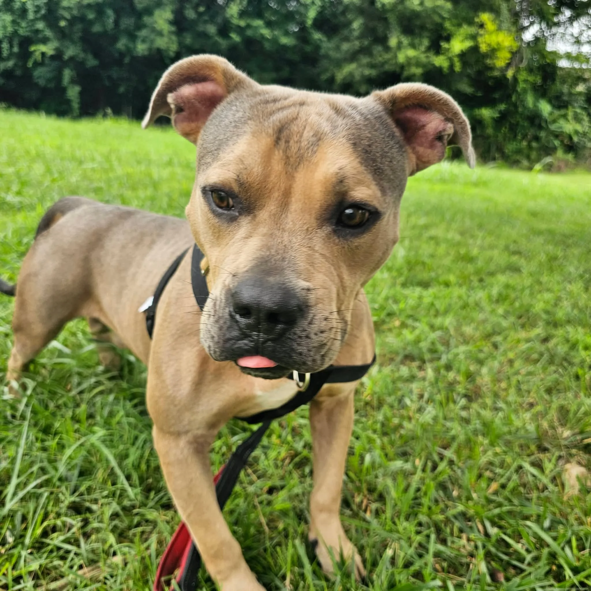 notorious-dog-rescue-milo-07.jpg